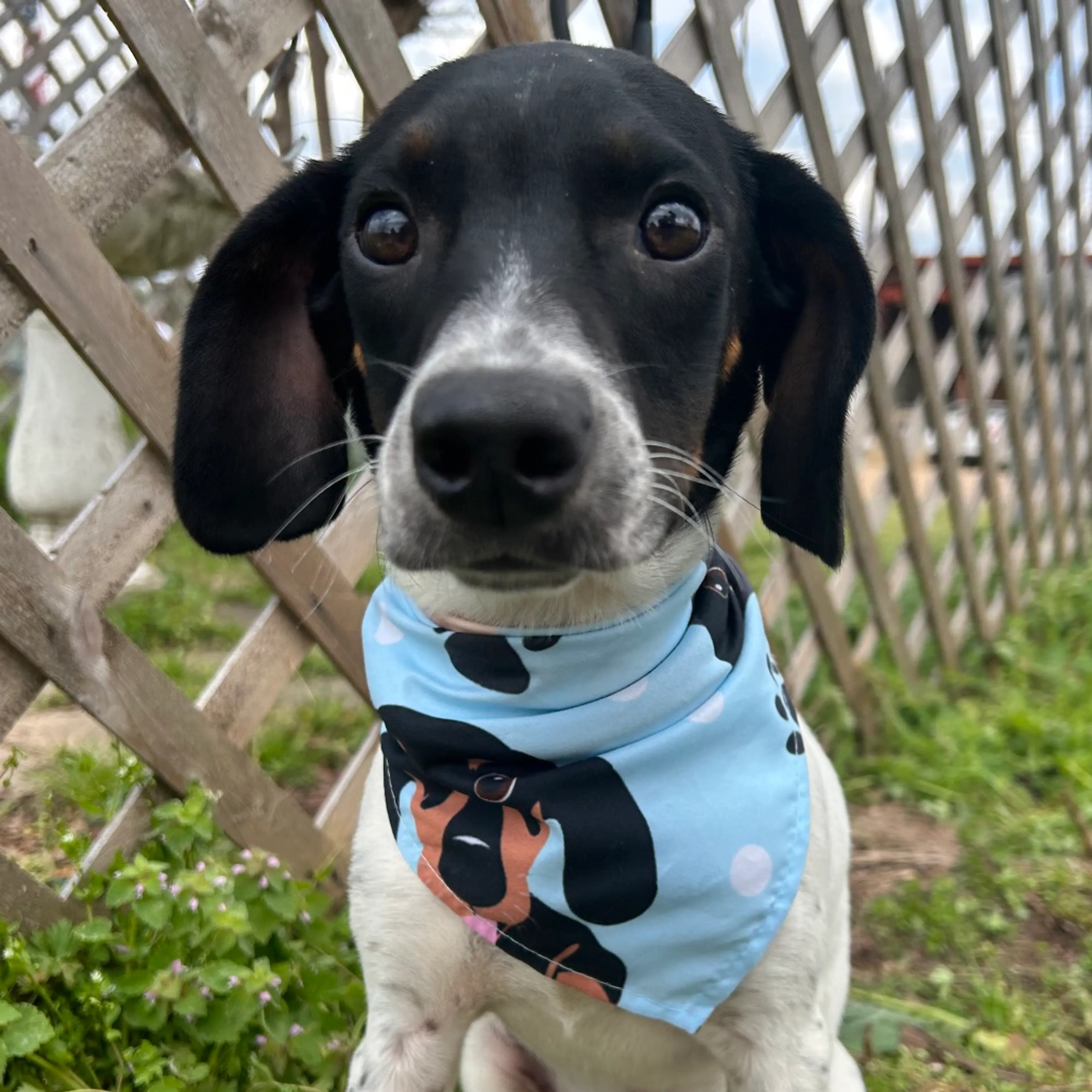 Found pet-4