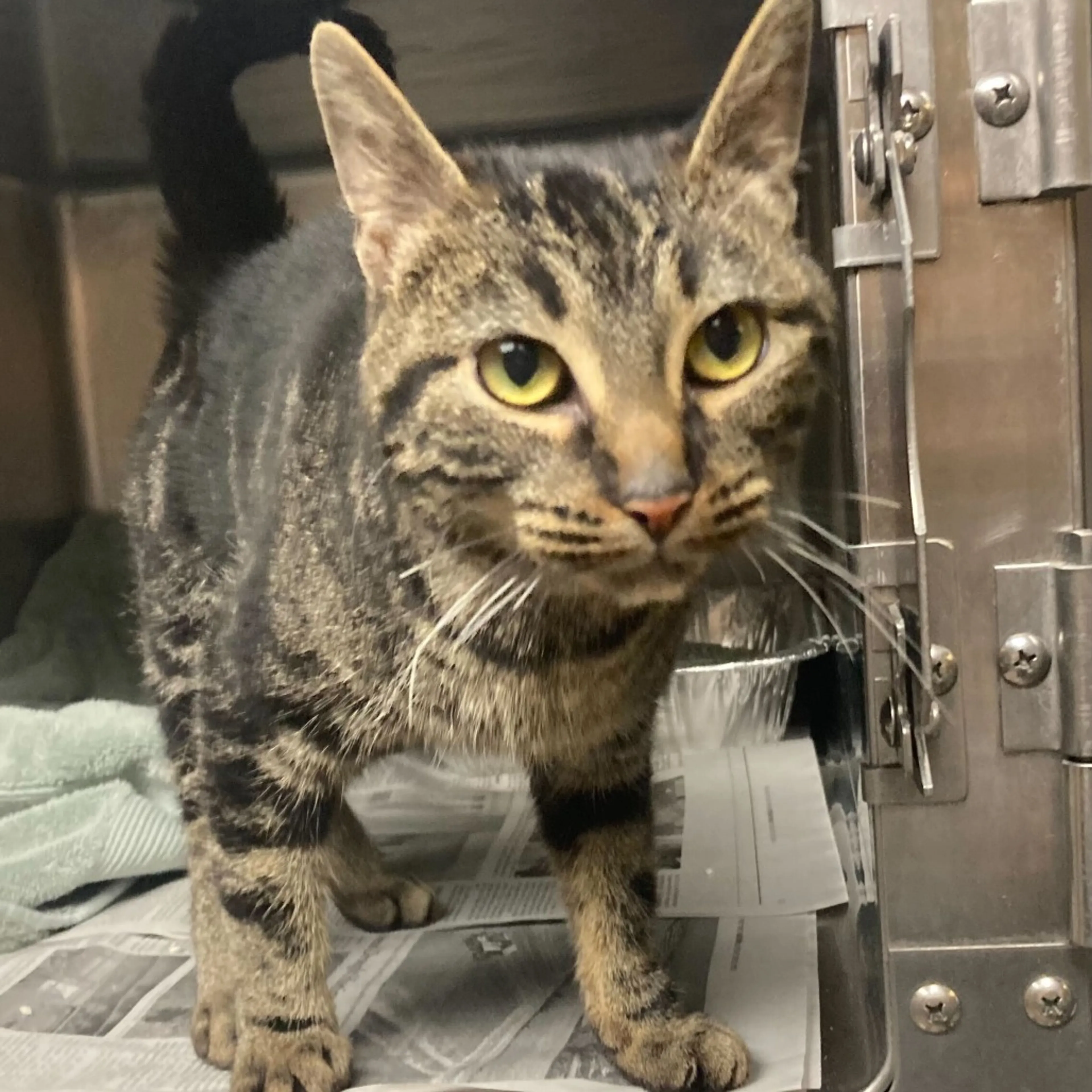 Found pet