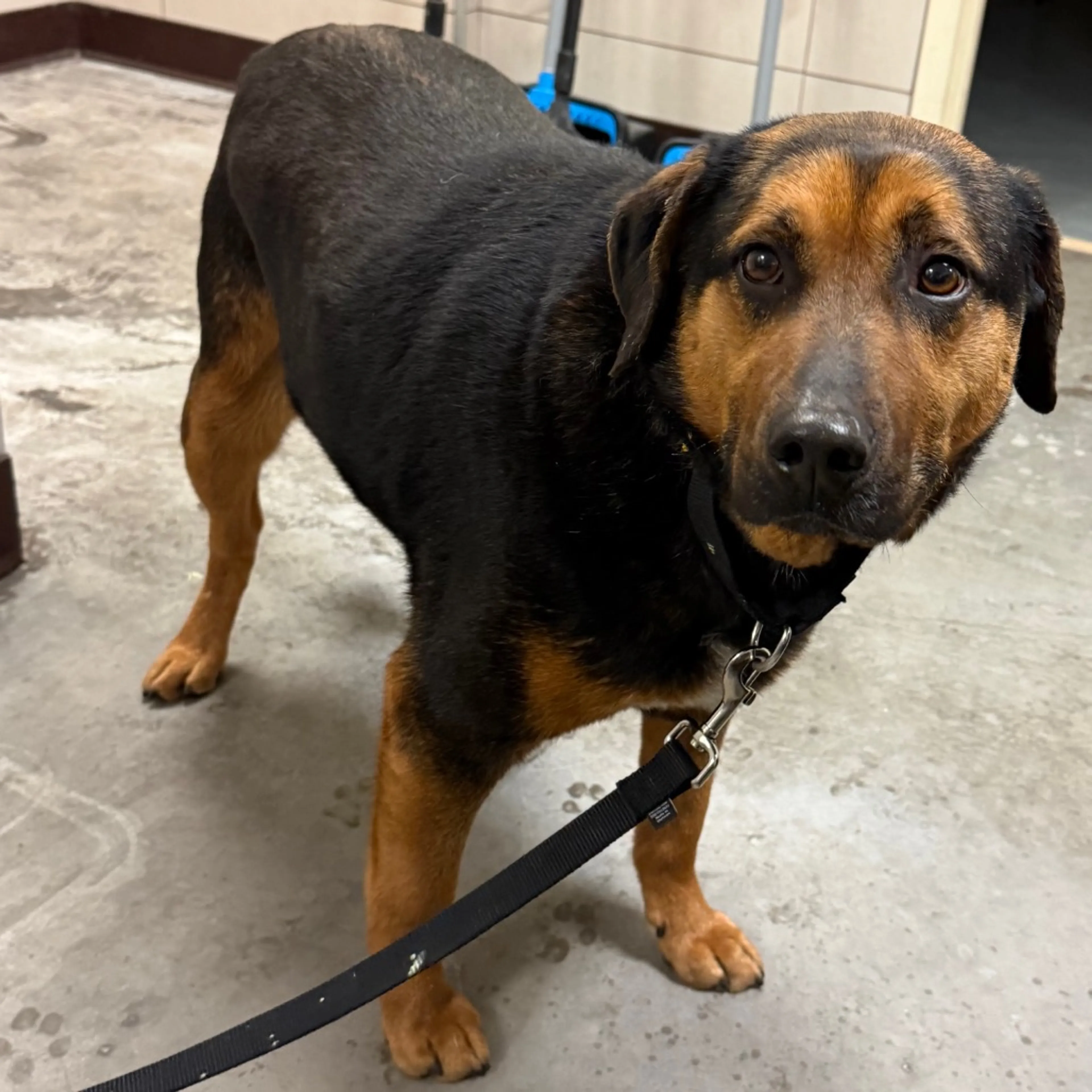 Found pet-3