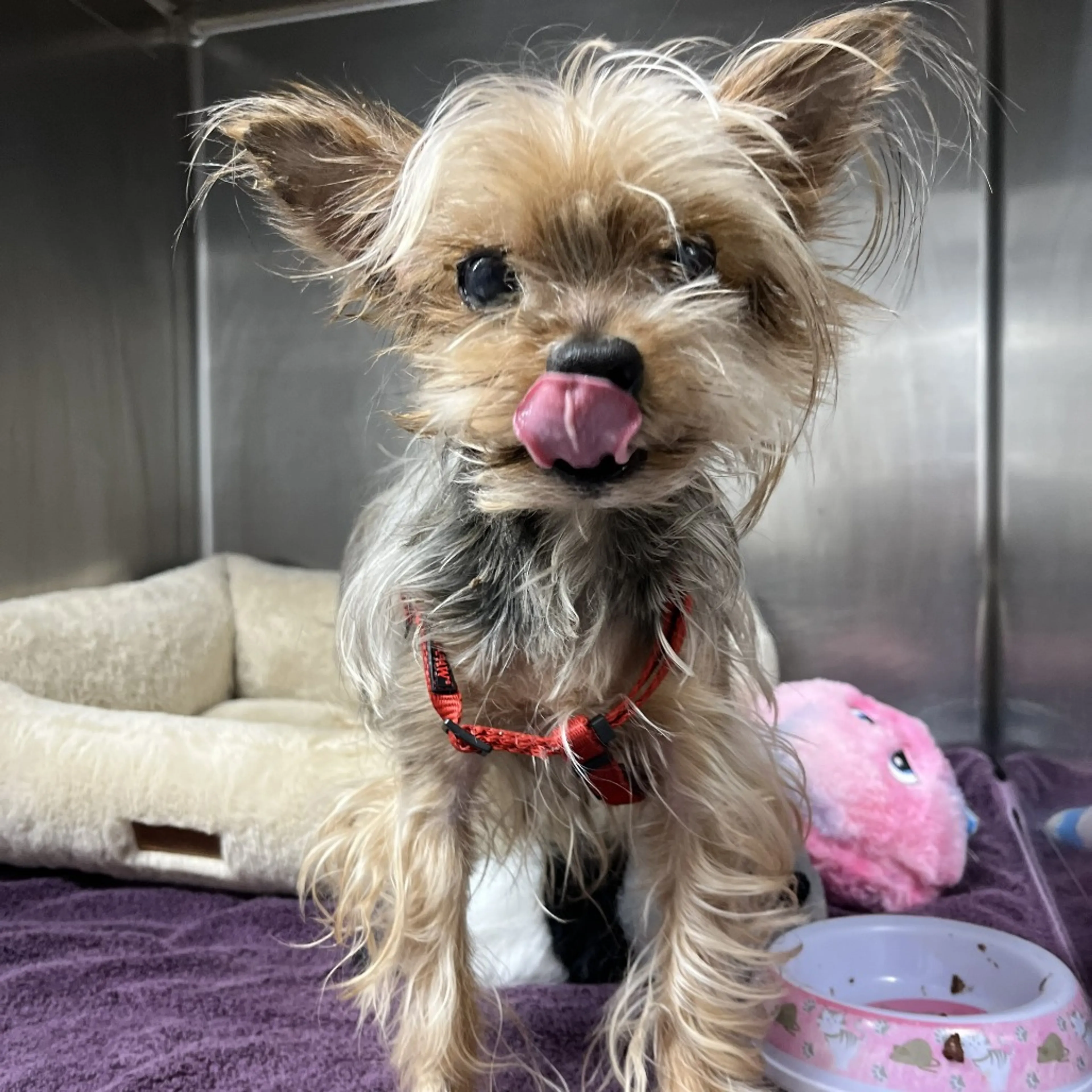 Found pet-2