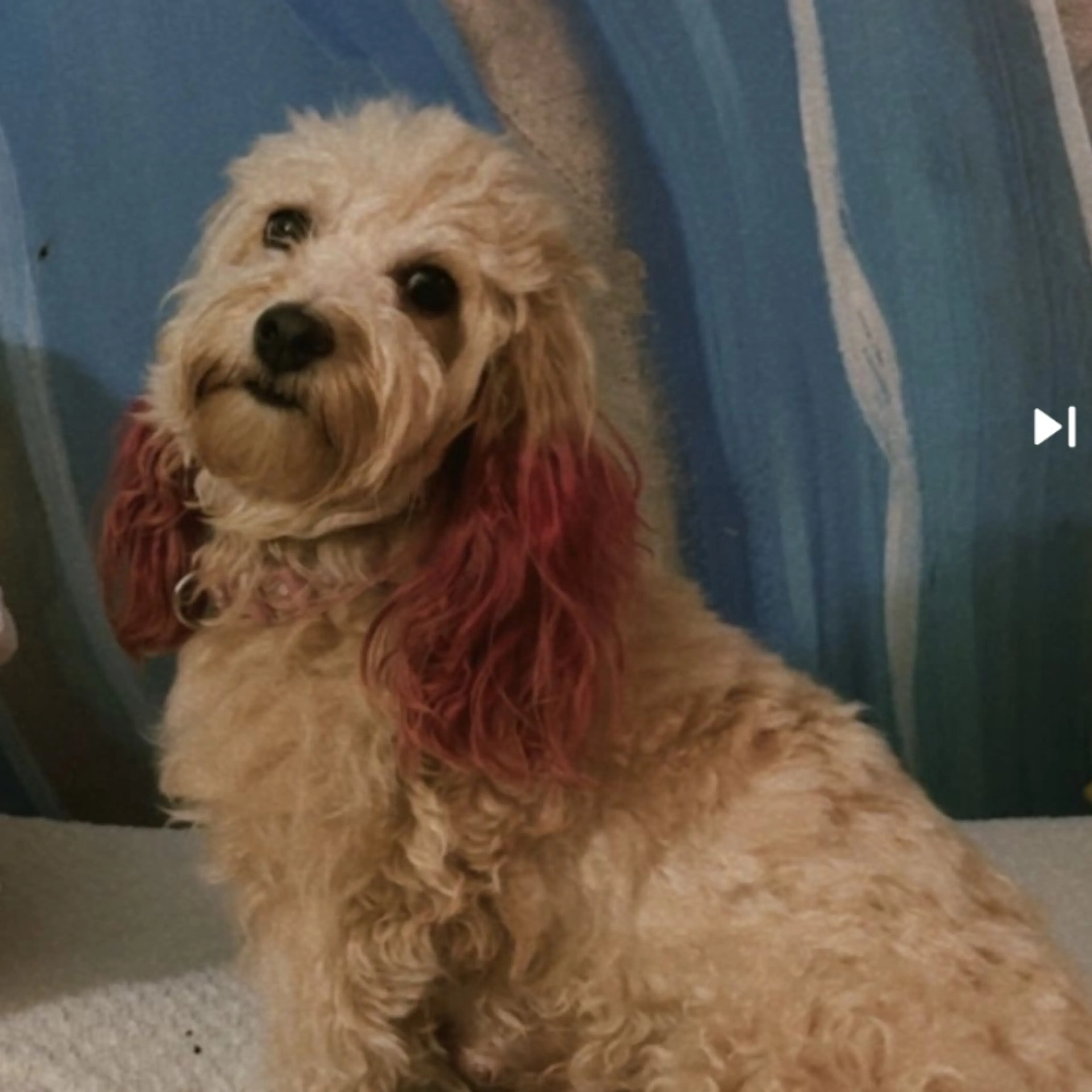Lost pet