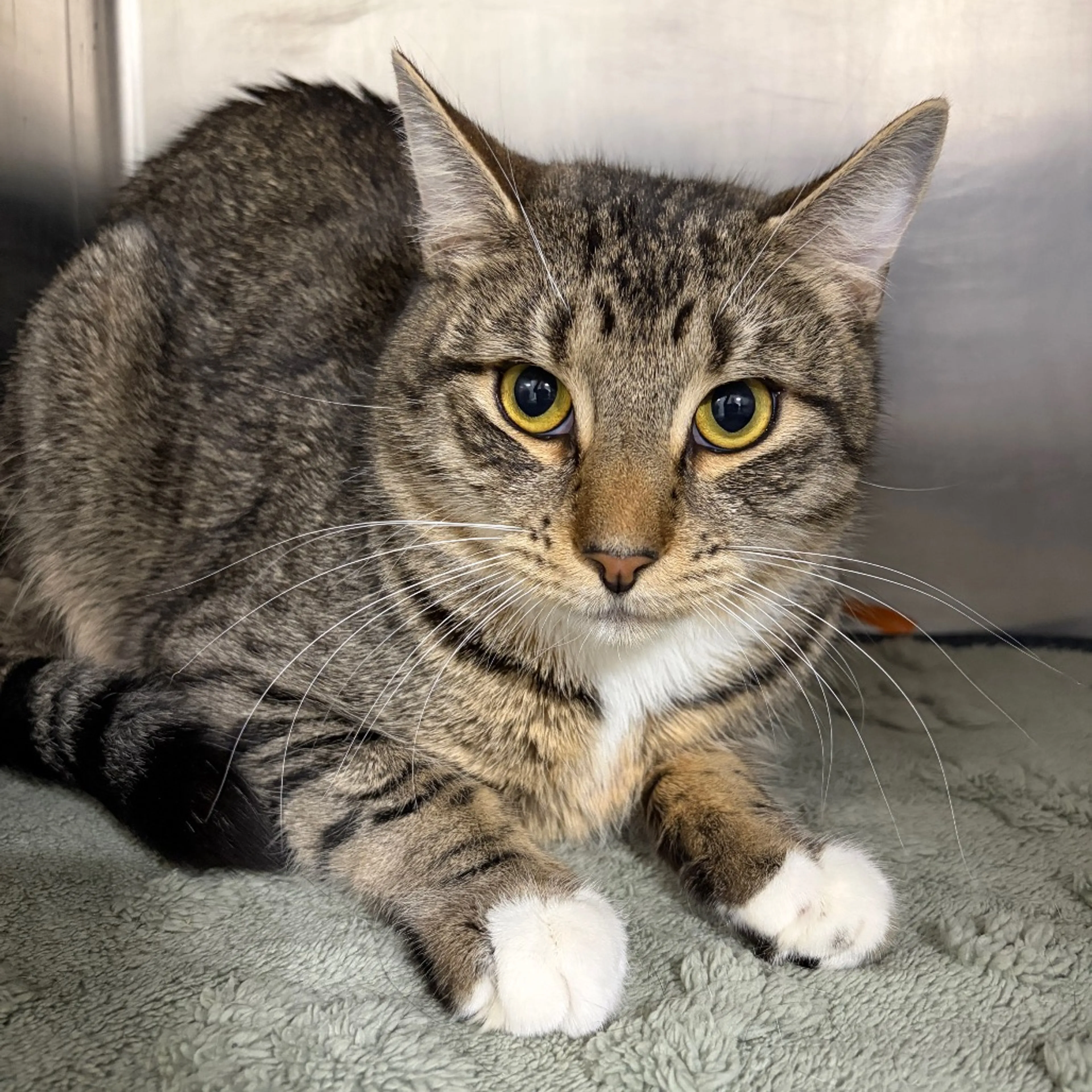 Found pet-1