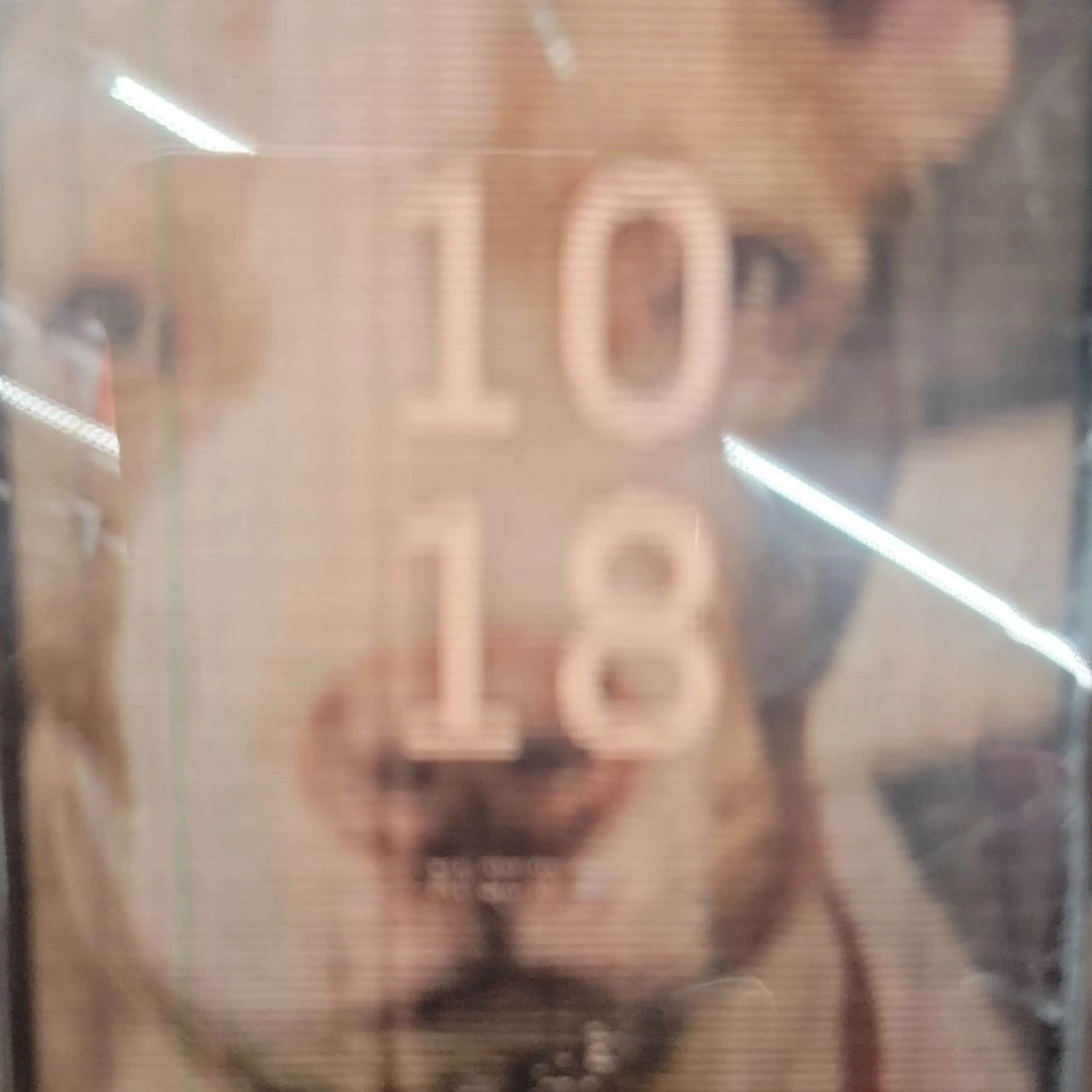 Lost pet