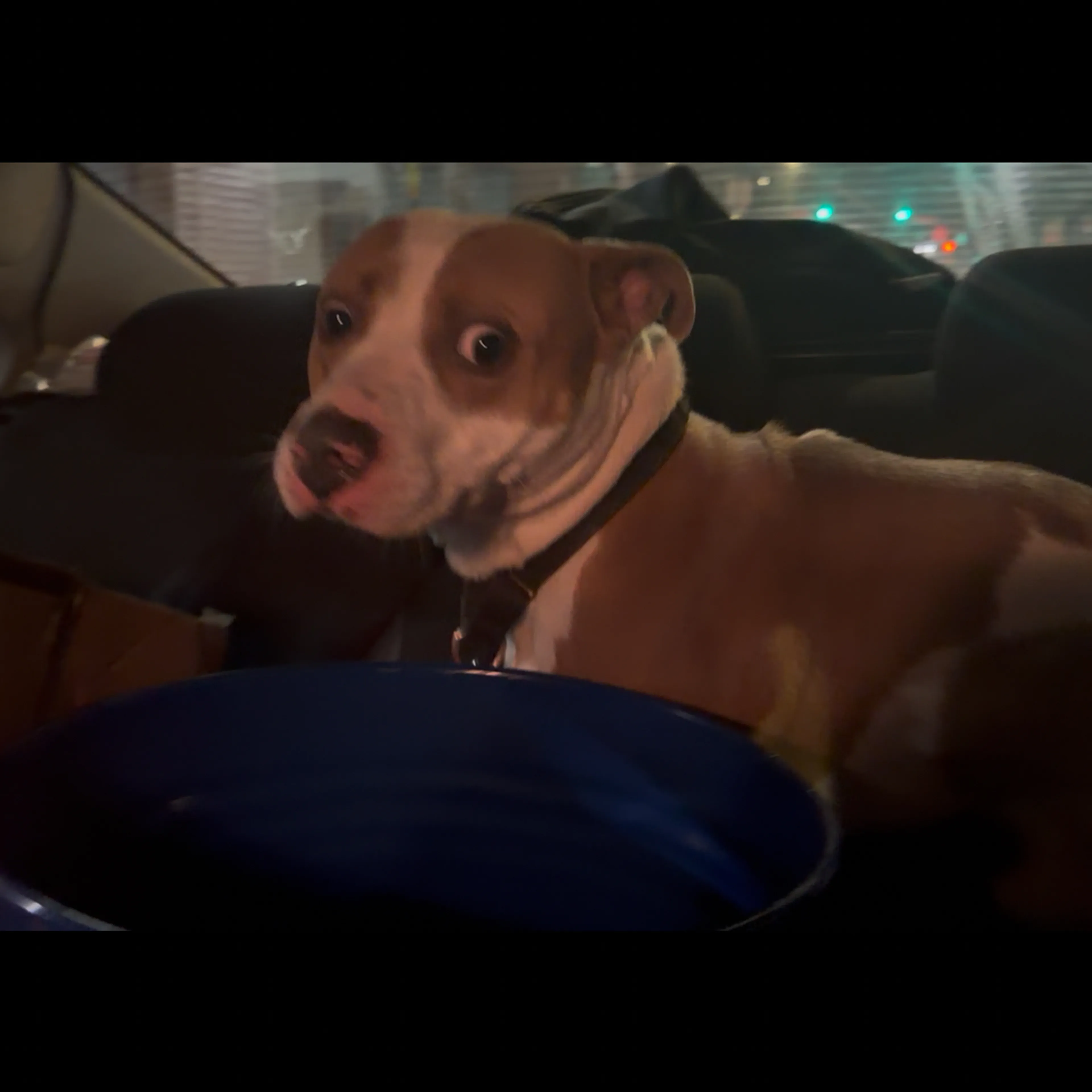 Found pet-1