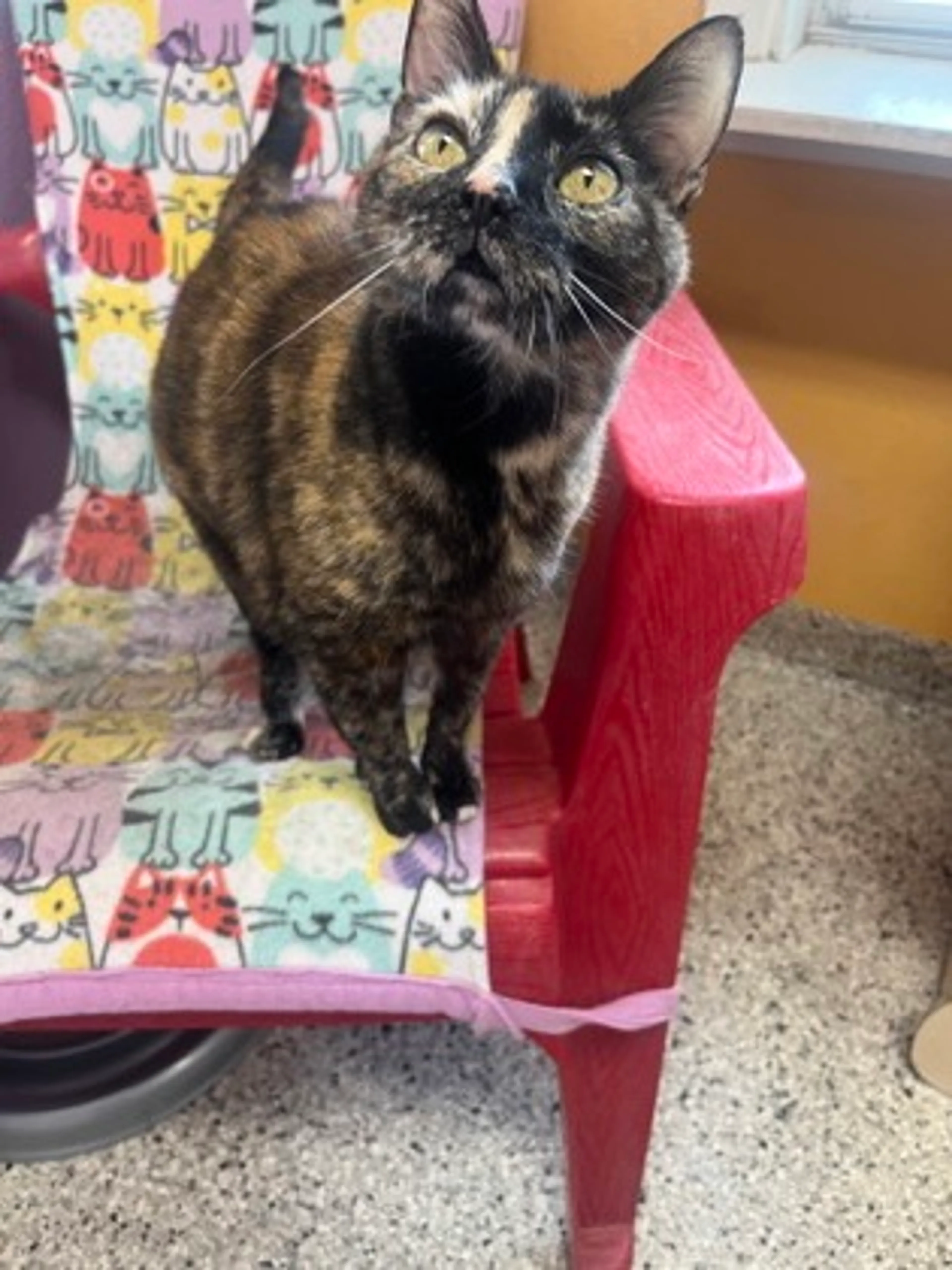 Found pet-2