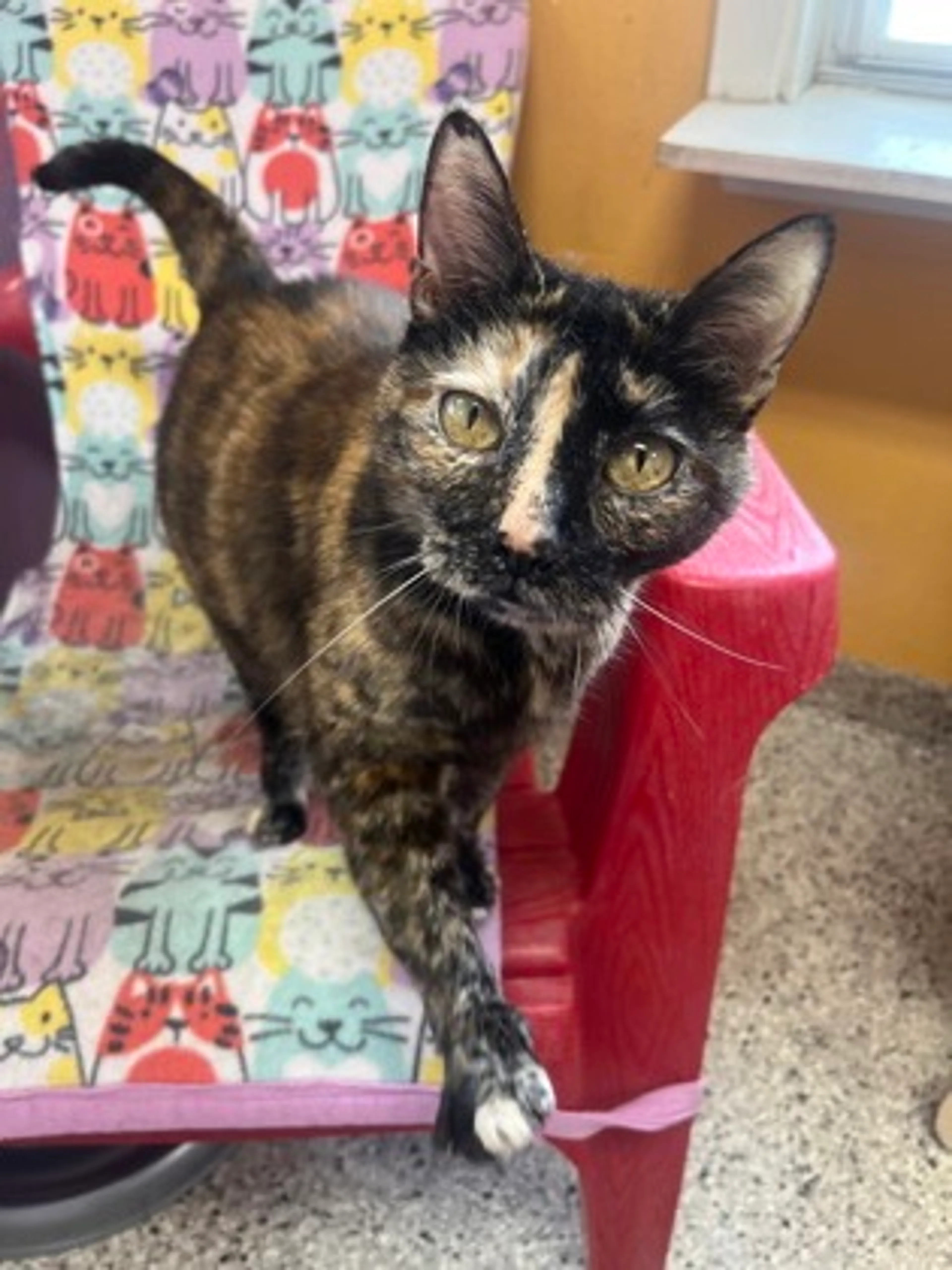 Found pet-1