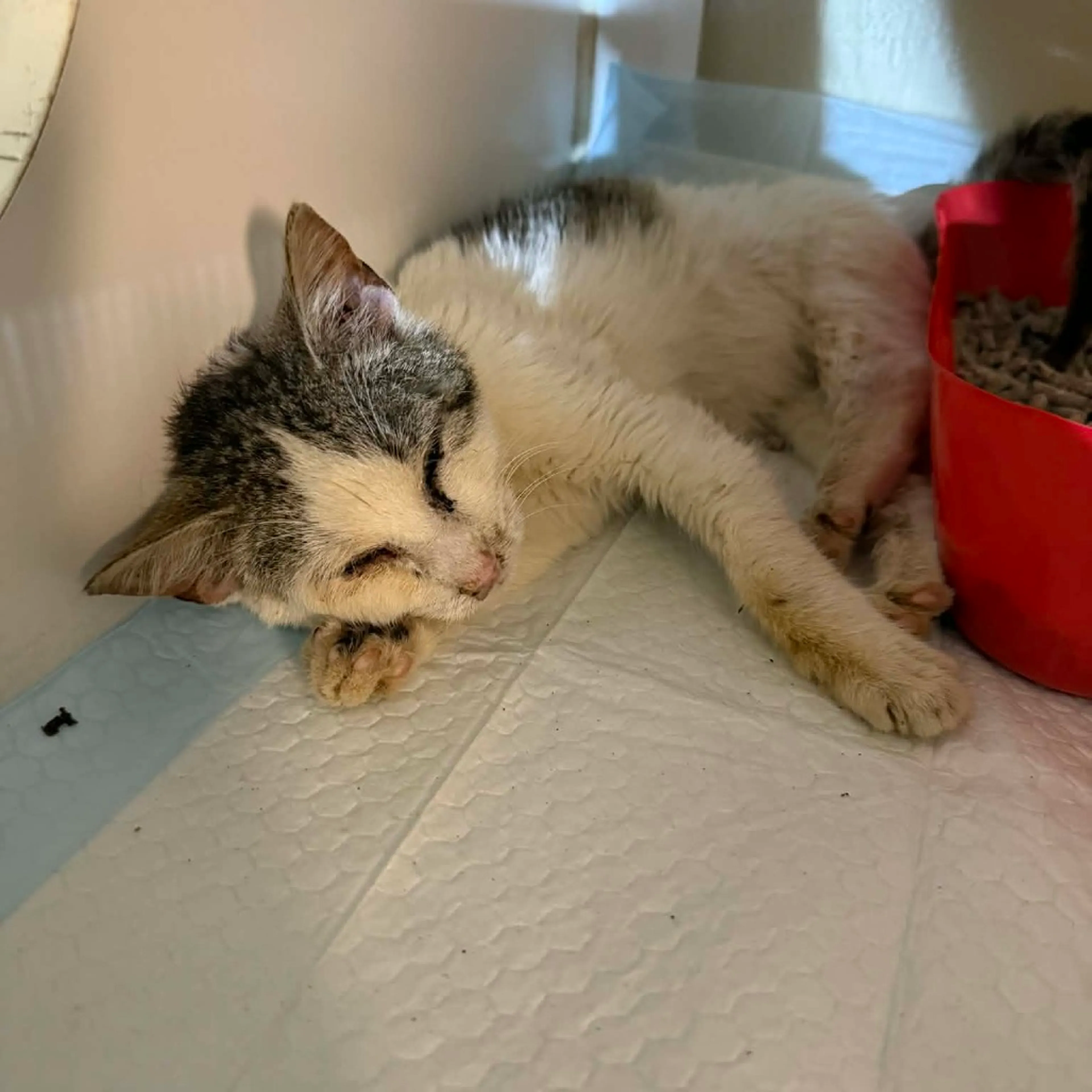 Found pet
