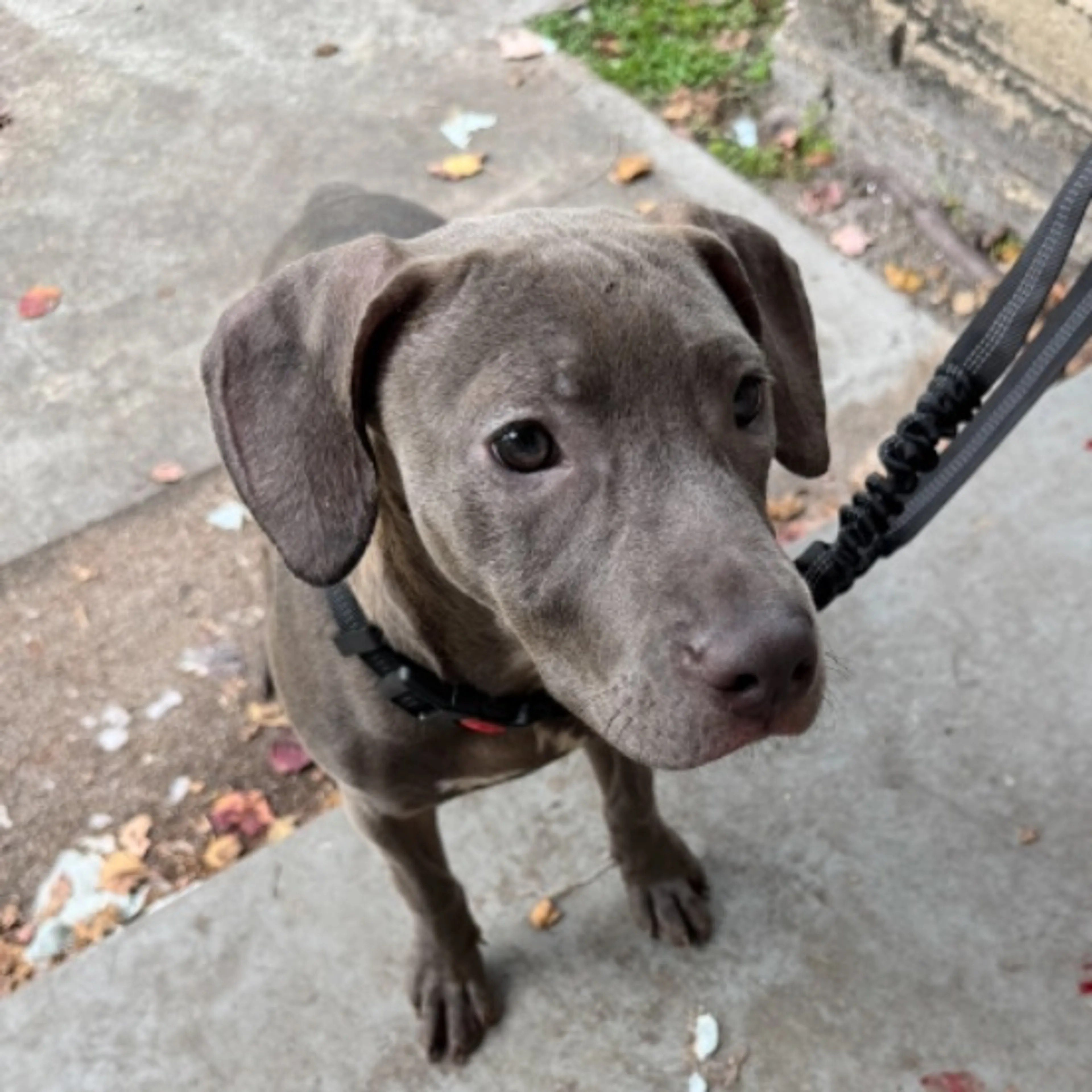 Lost pet-0