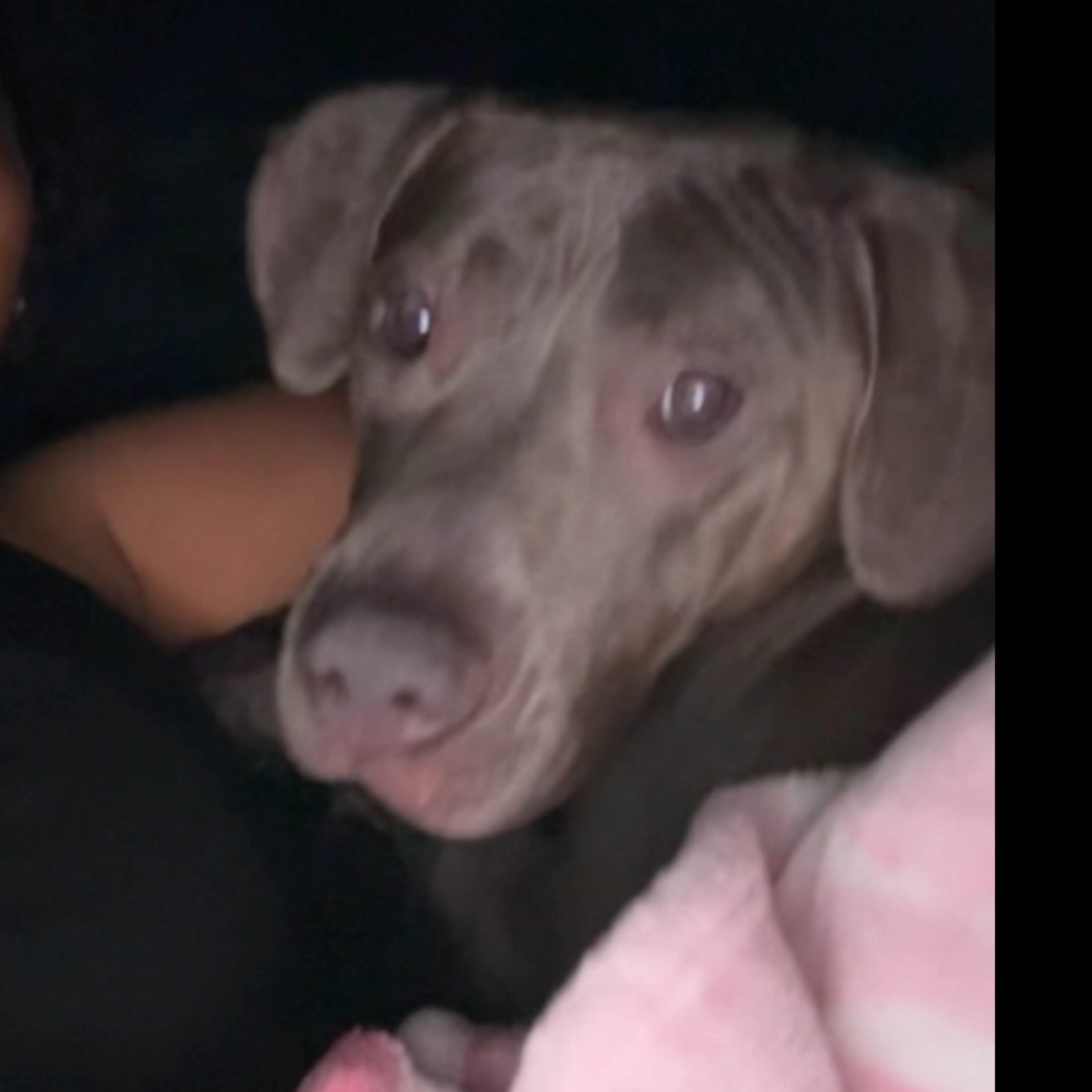 Lost pet-1