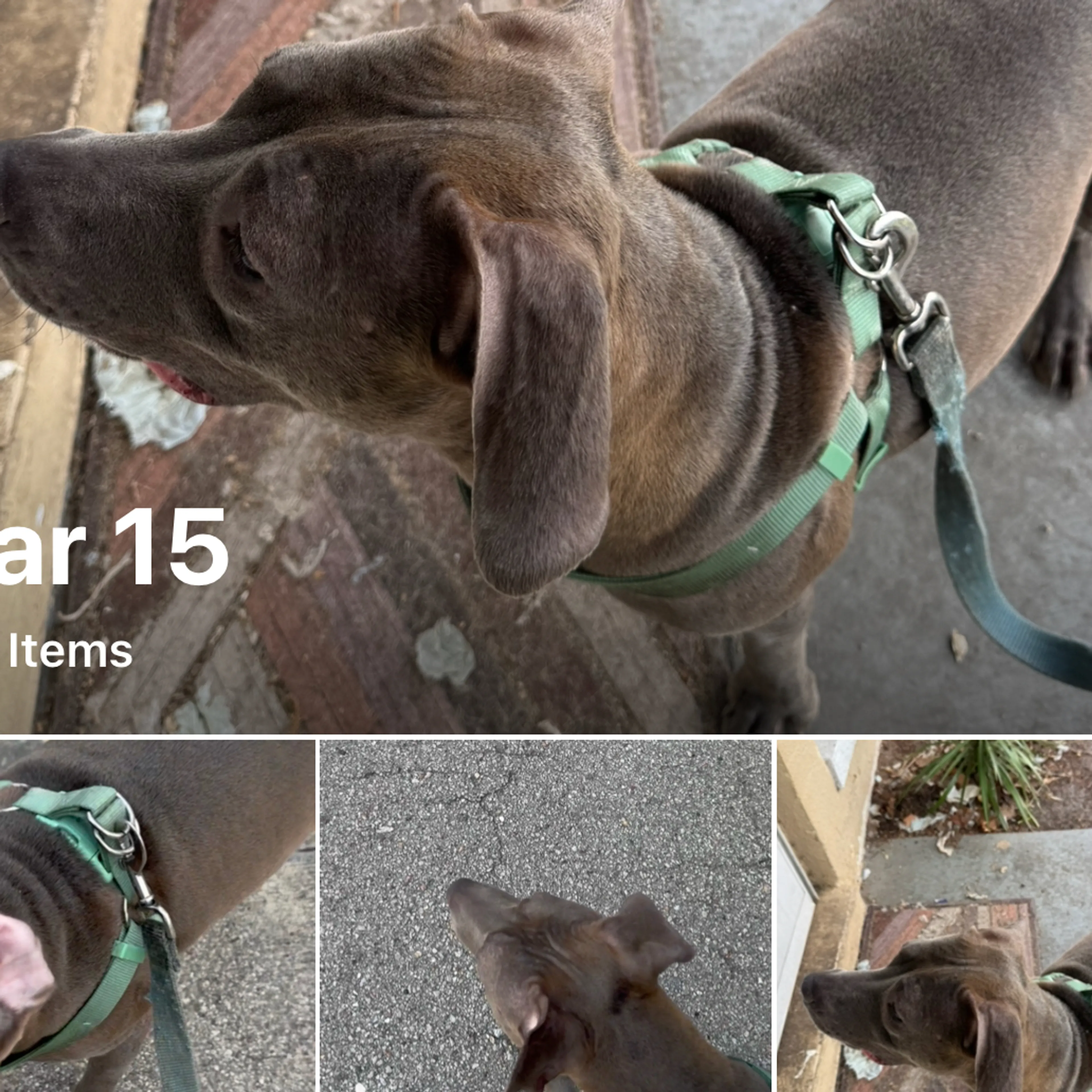 Lost pet-2