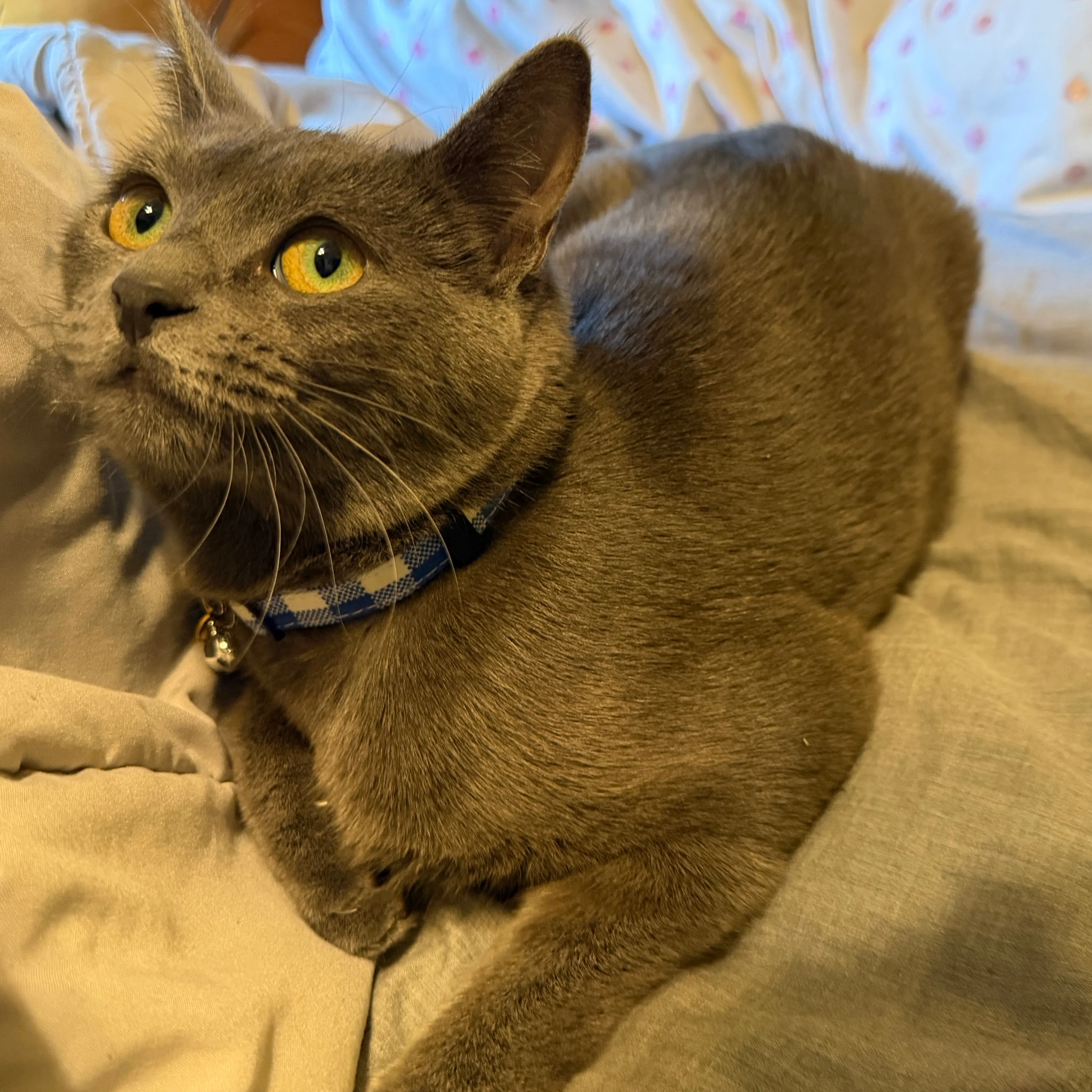 Lost pet-1