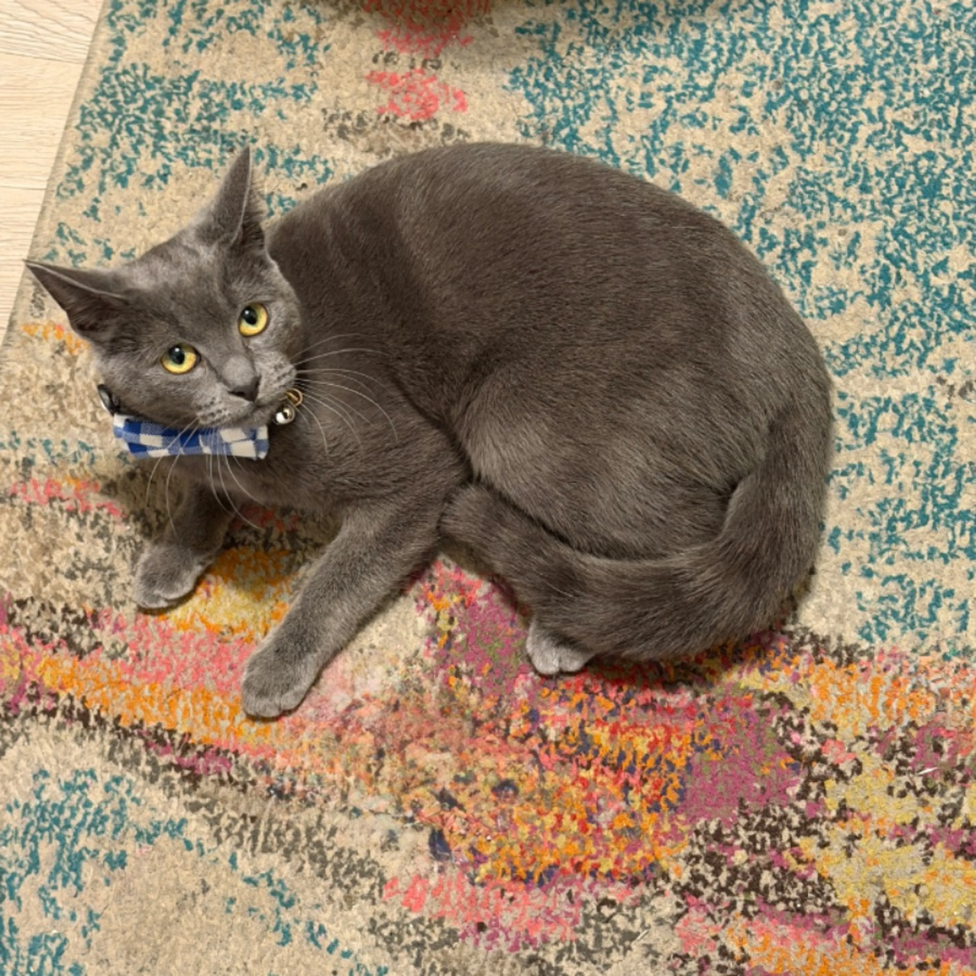 Lost pet-0