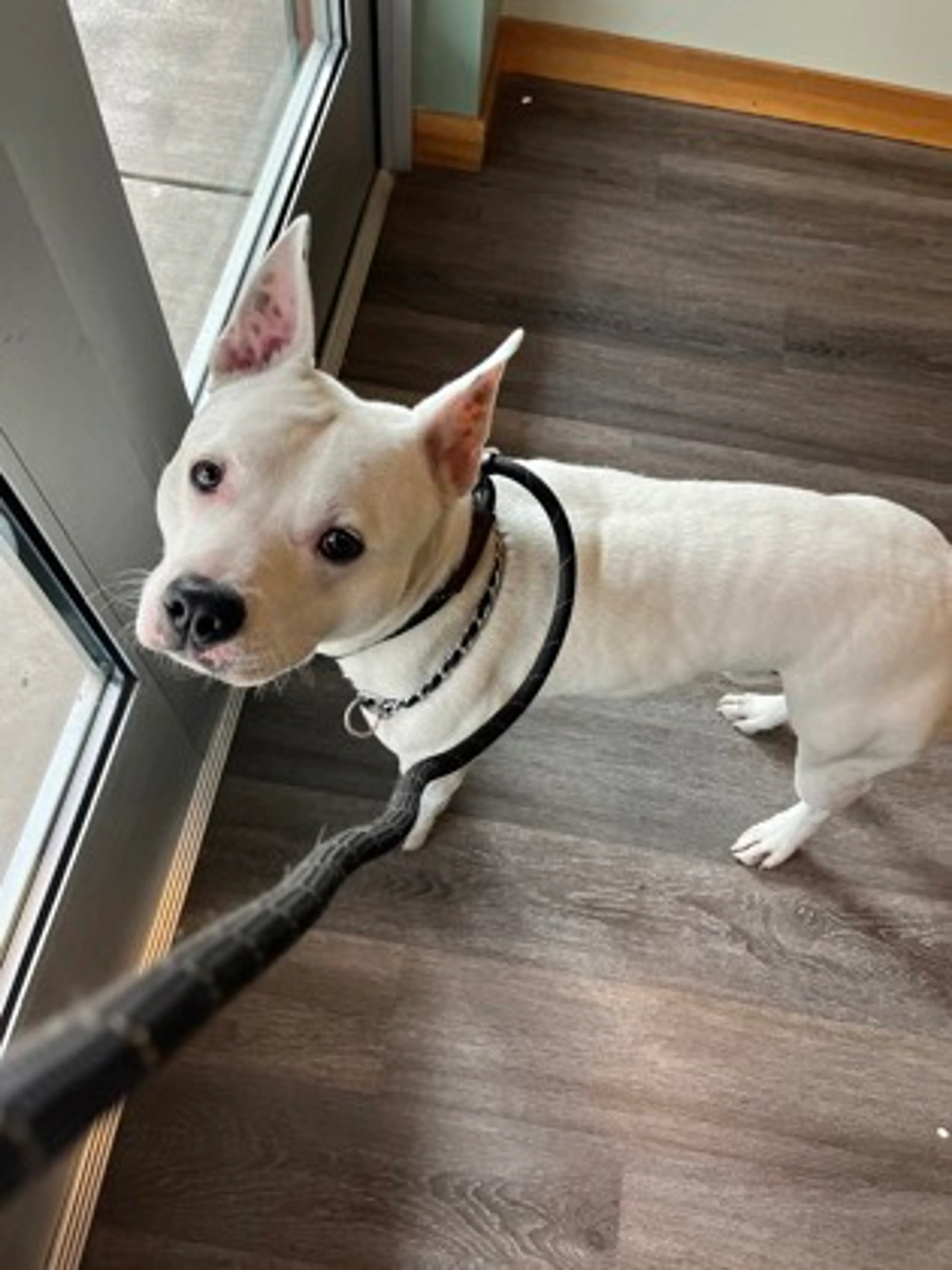 Found pet