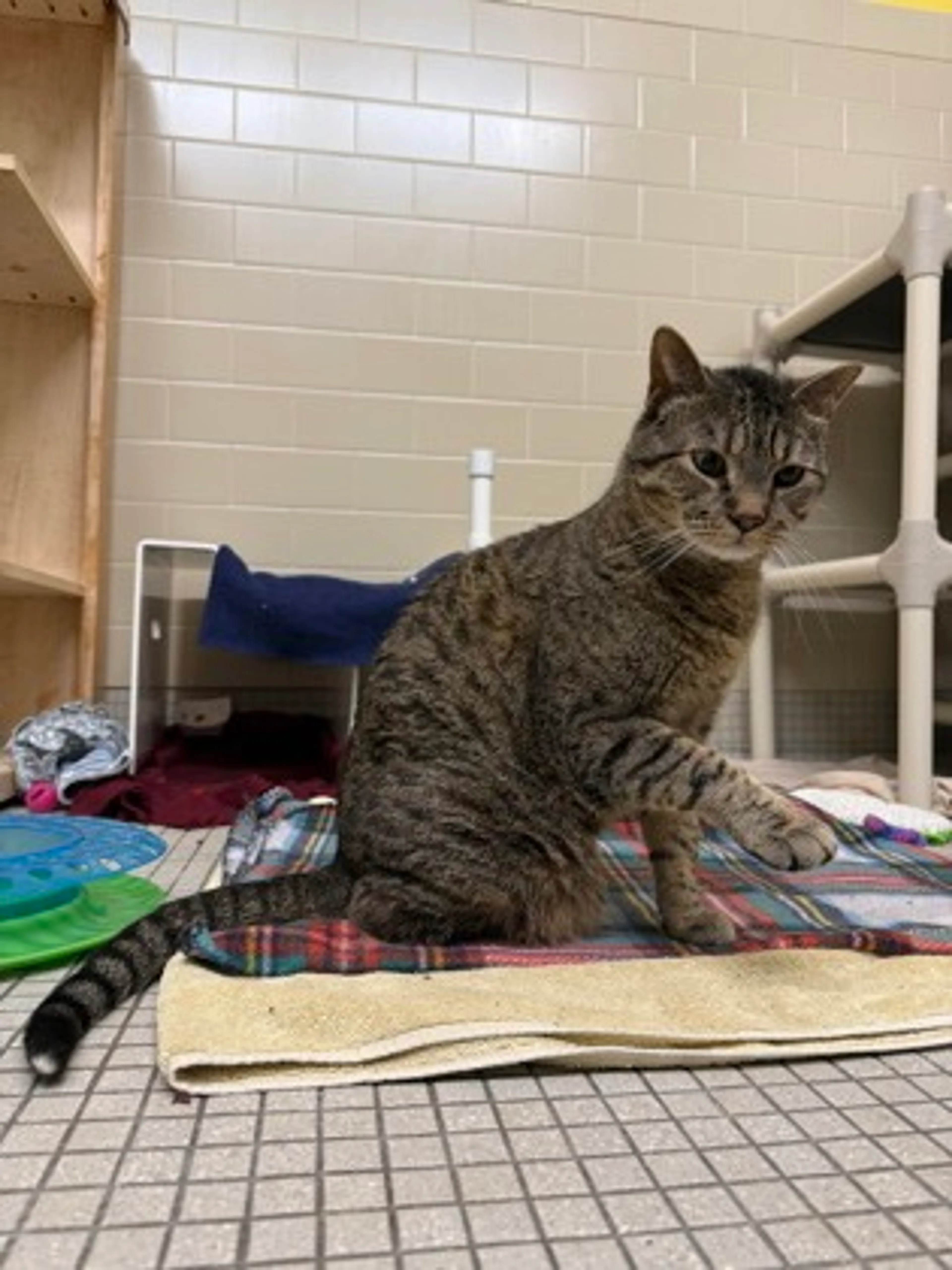Found pet-1
