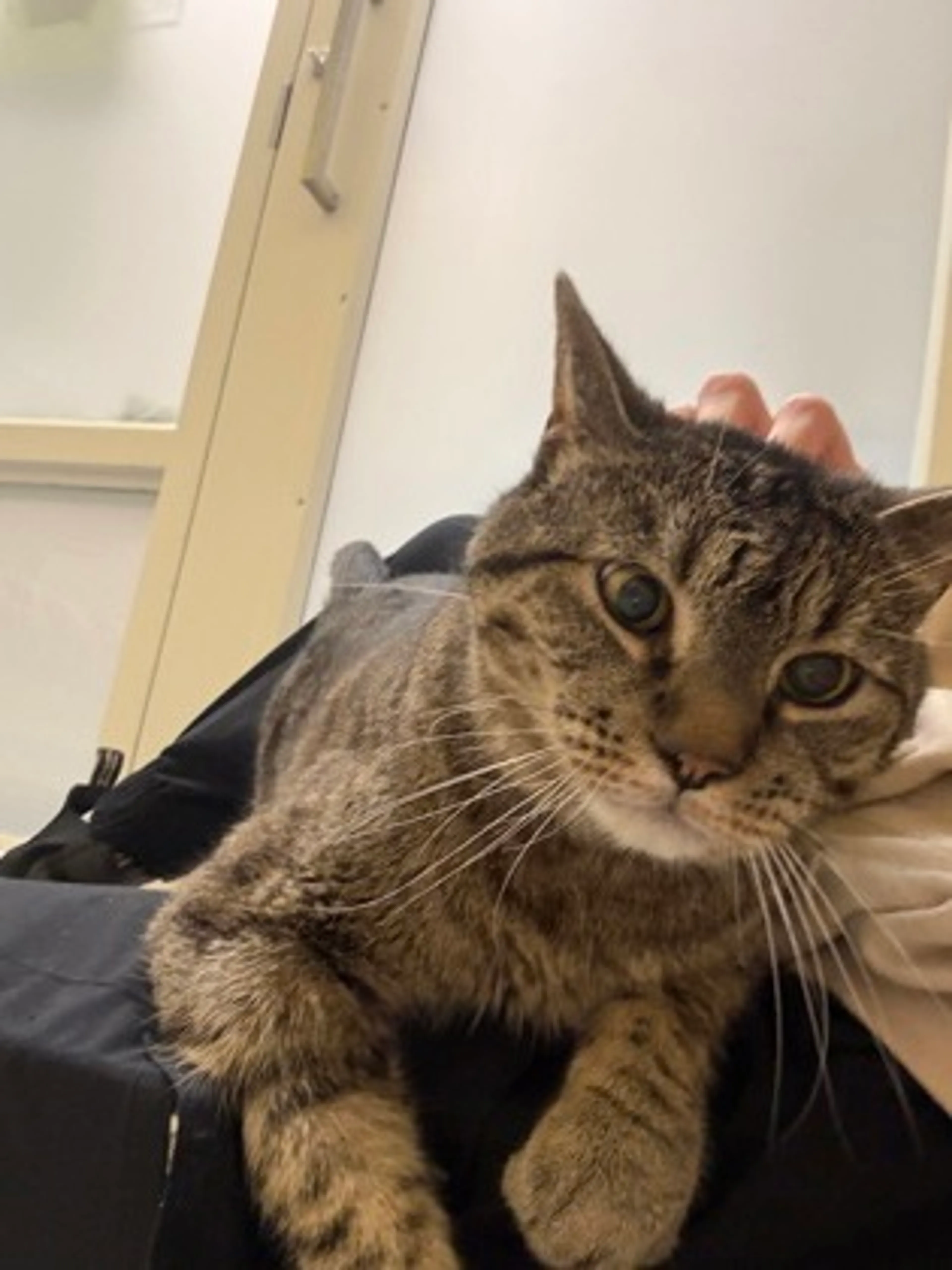 Found pet-2