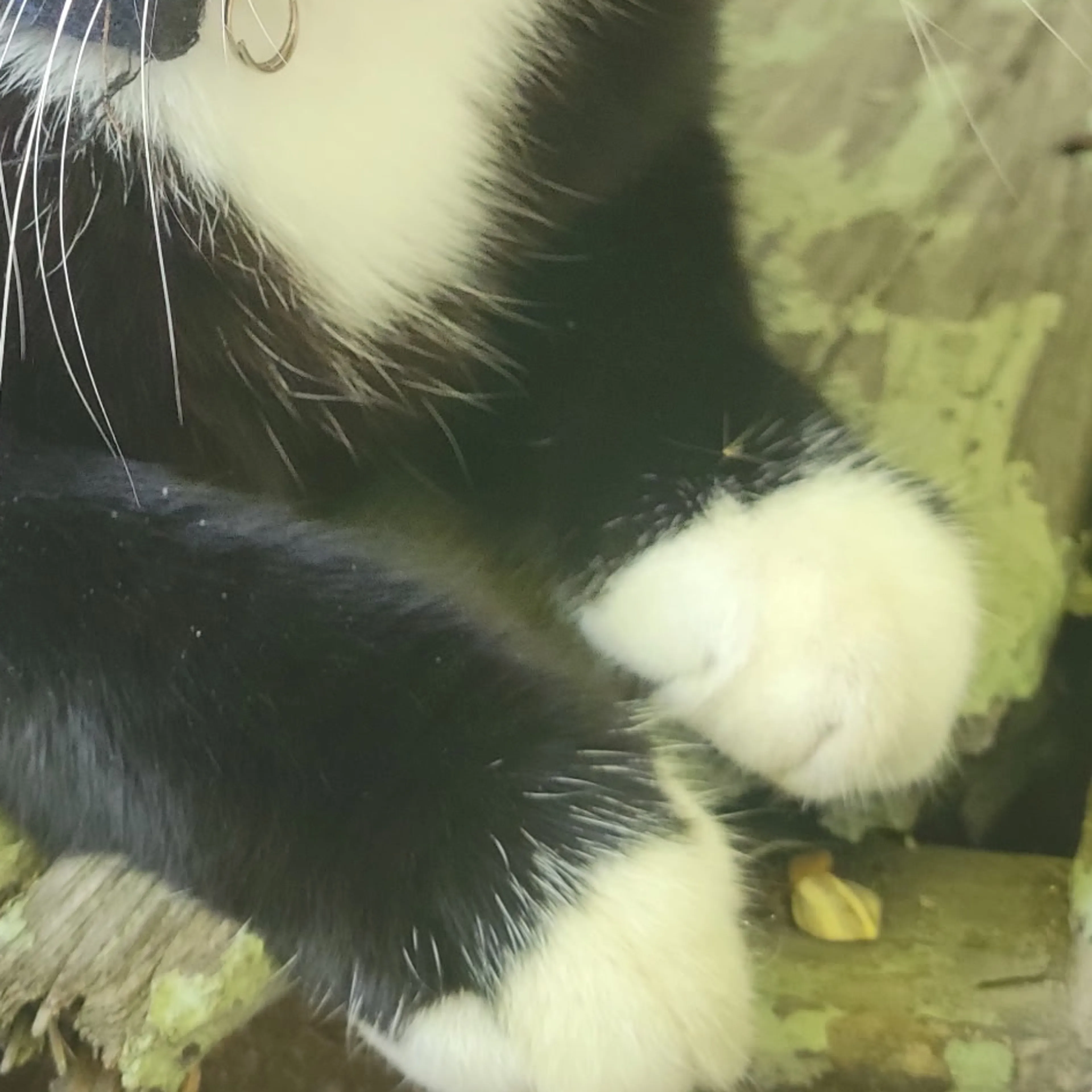 Lost pet-2