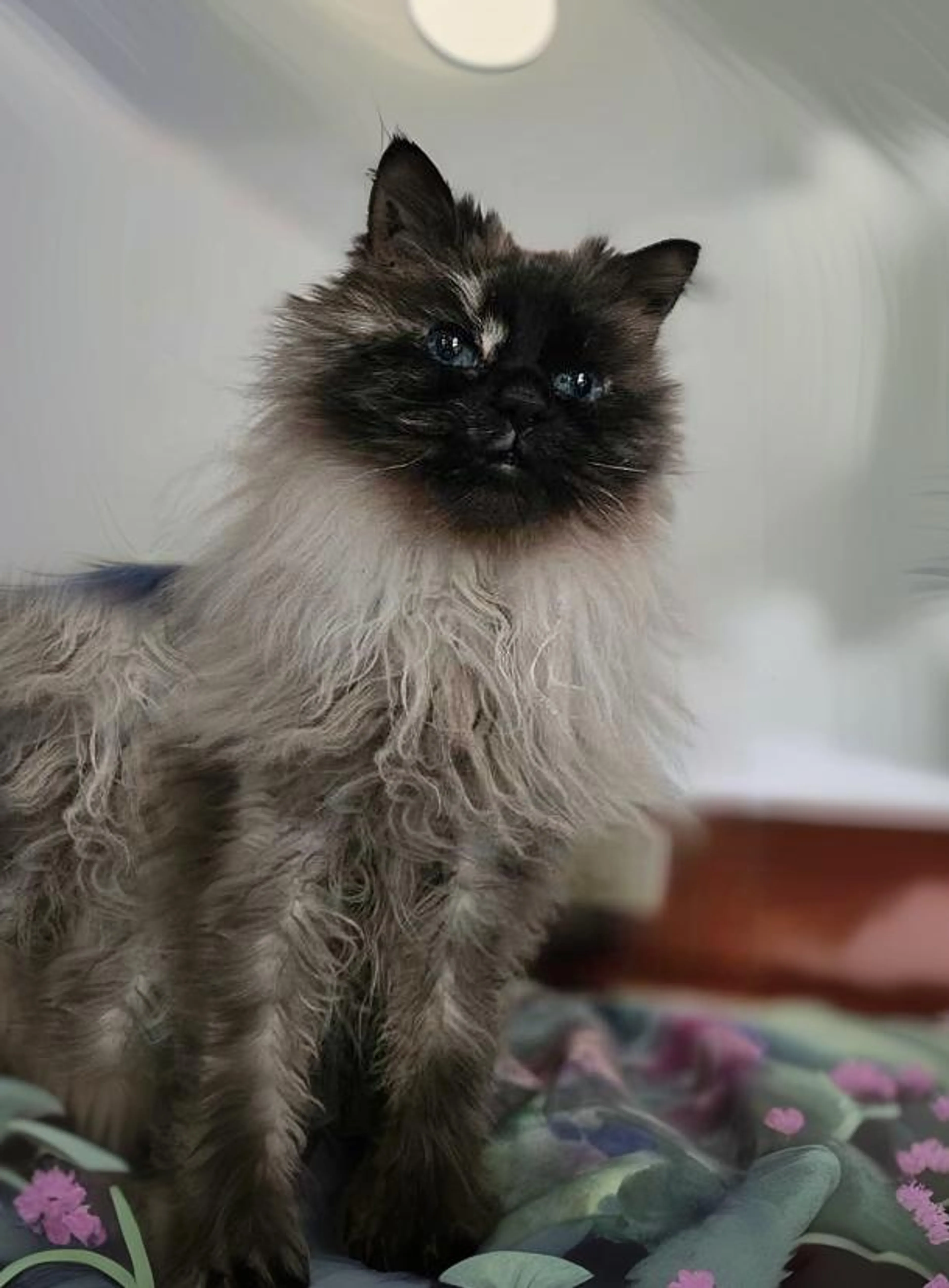 Found pet-1