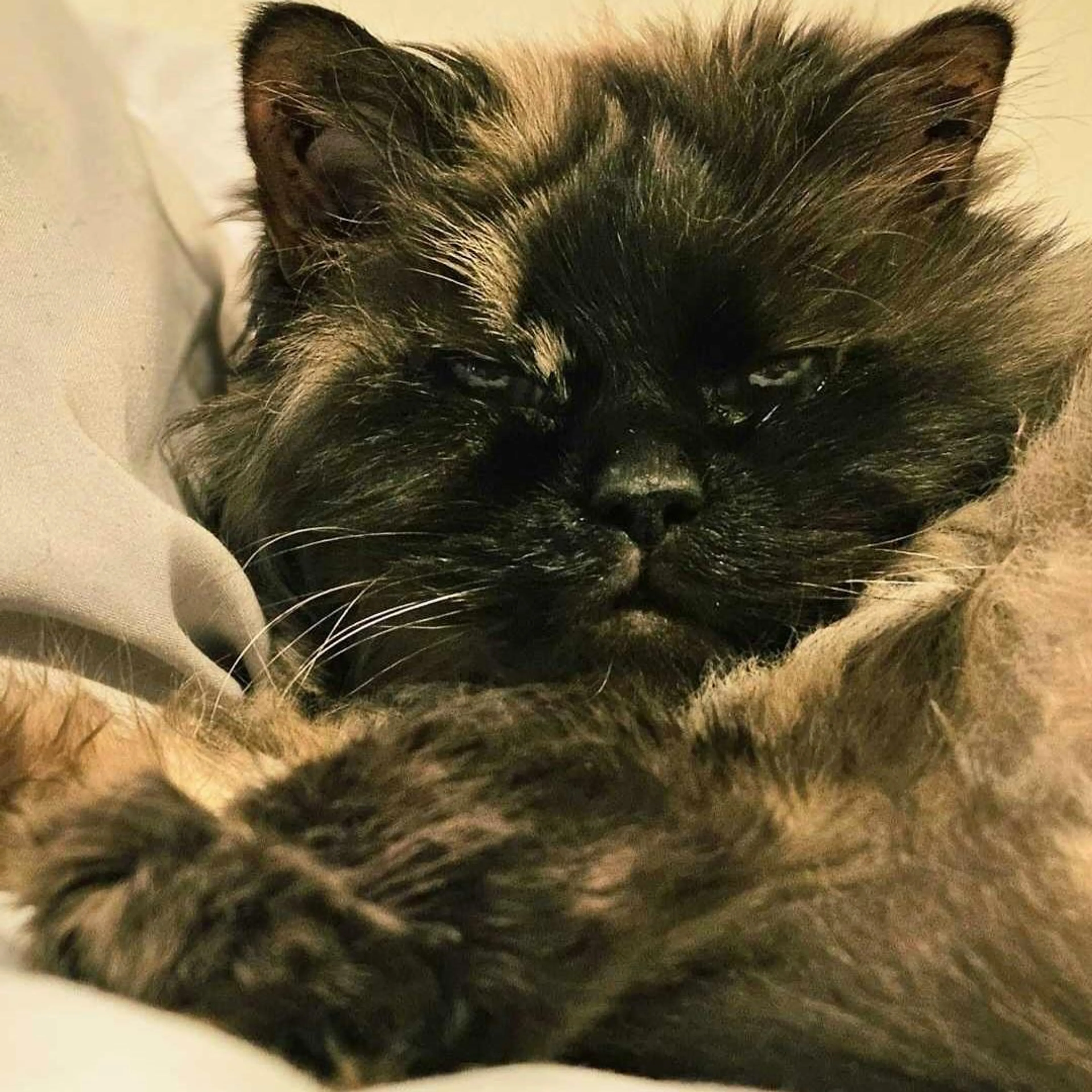 Found pet-0
