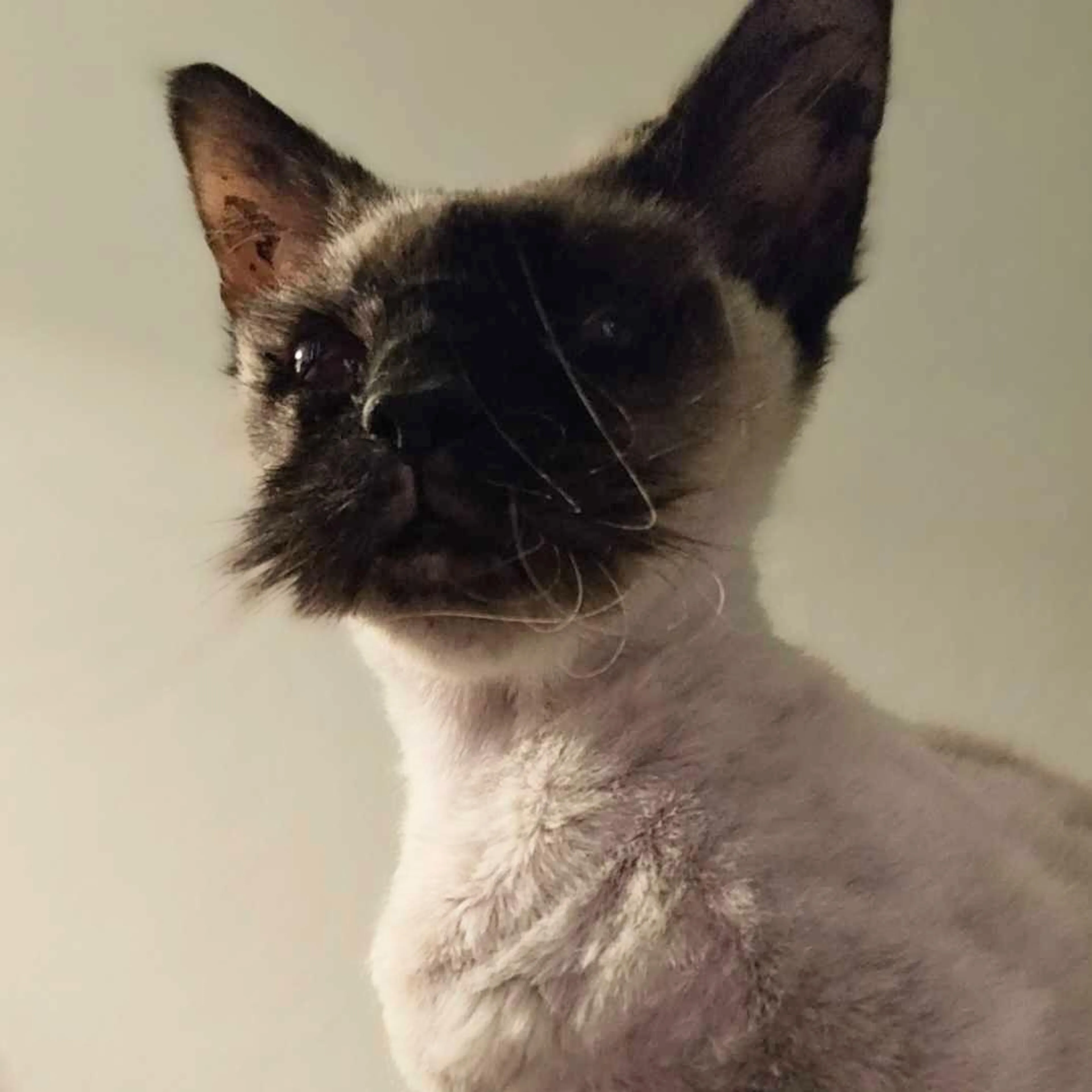 Found pet-5