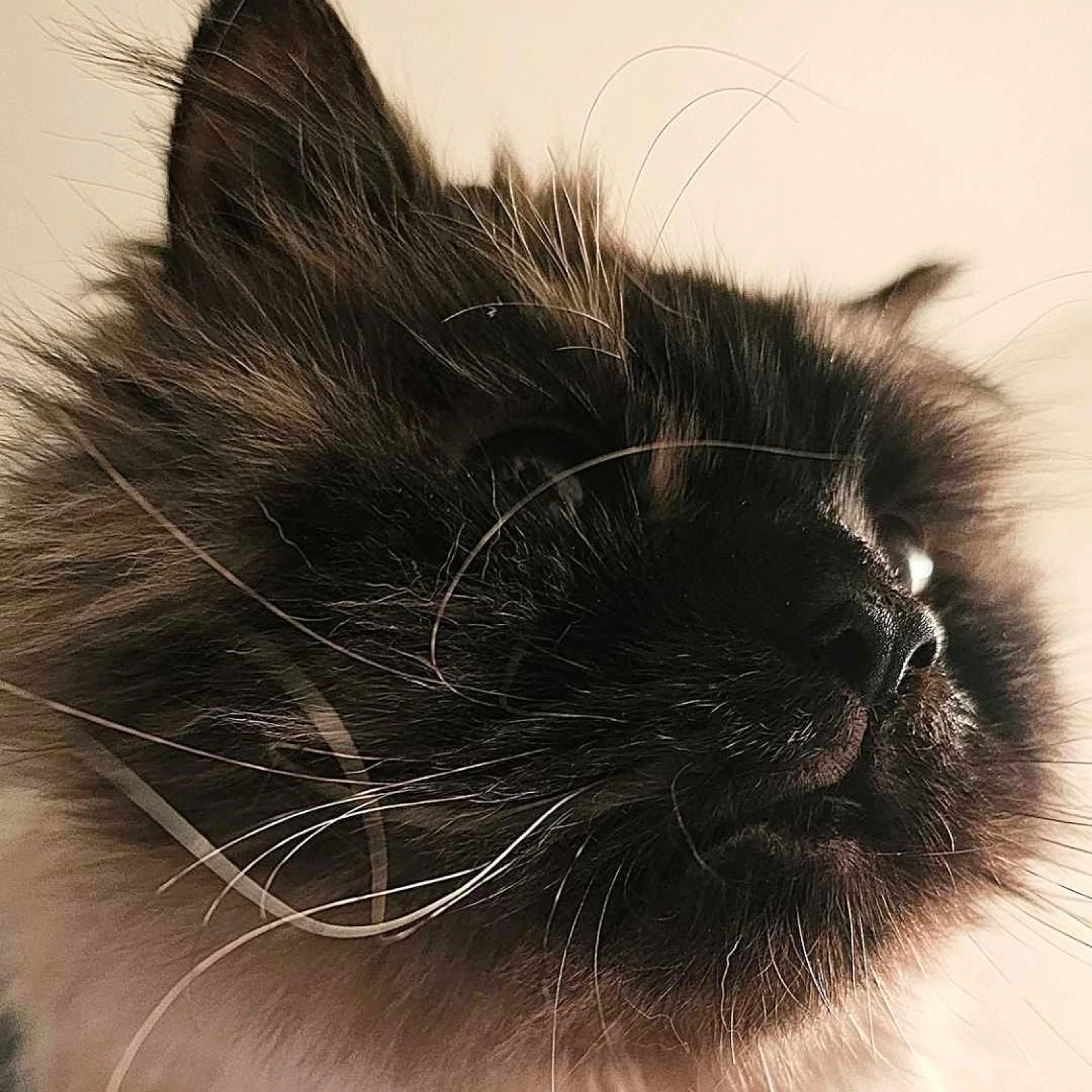 Found pet-4
