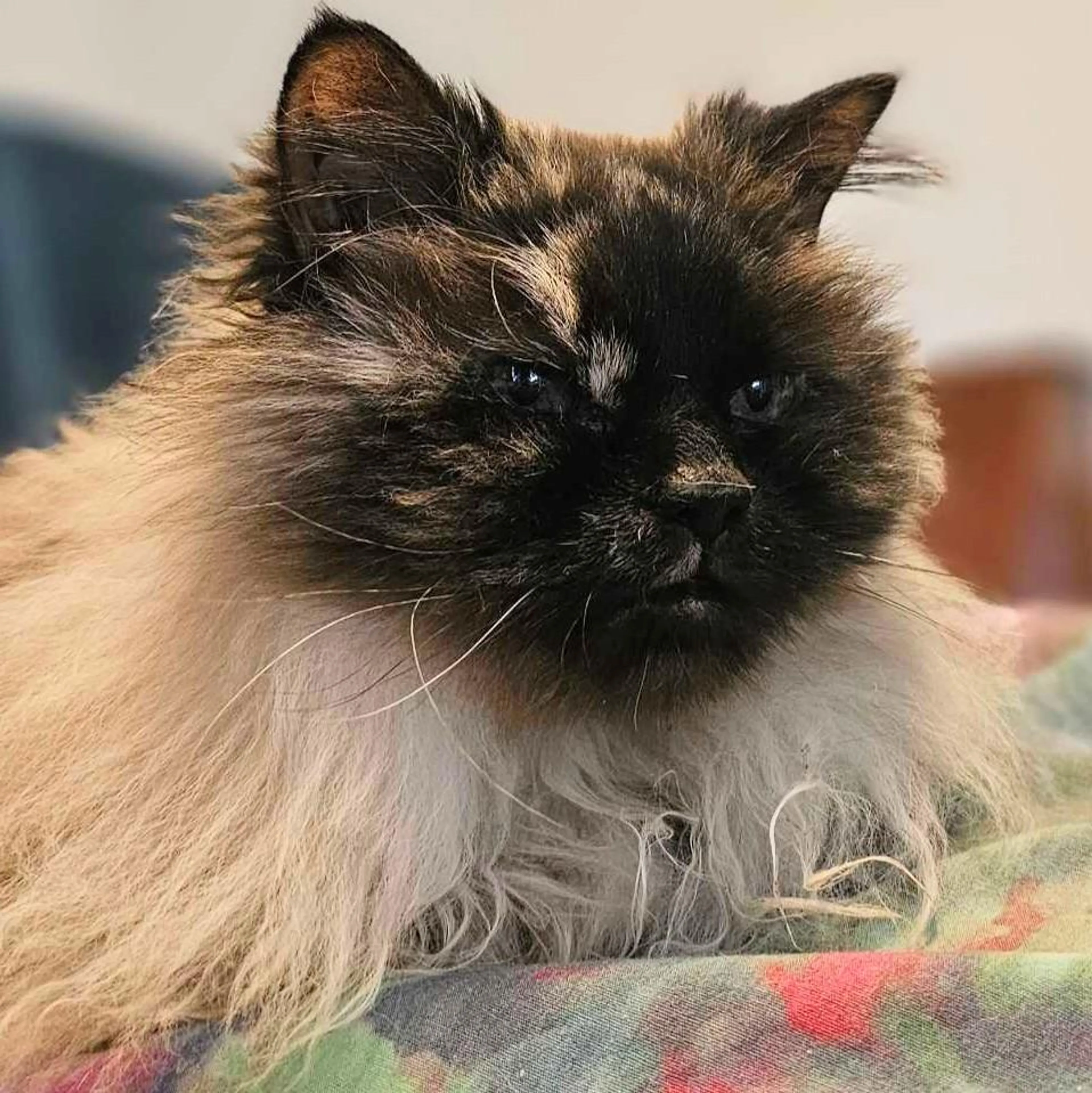 Found pet-2