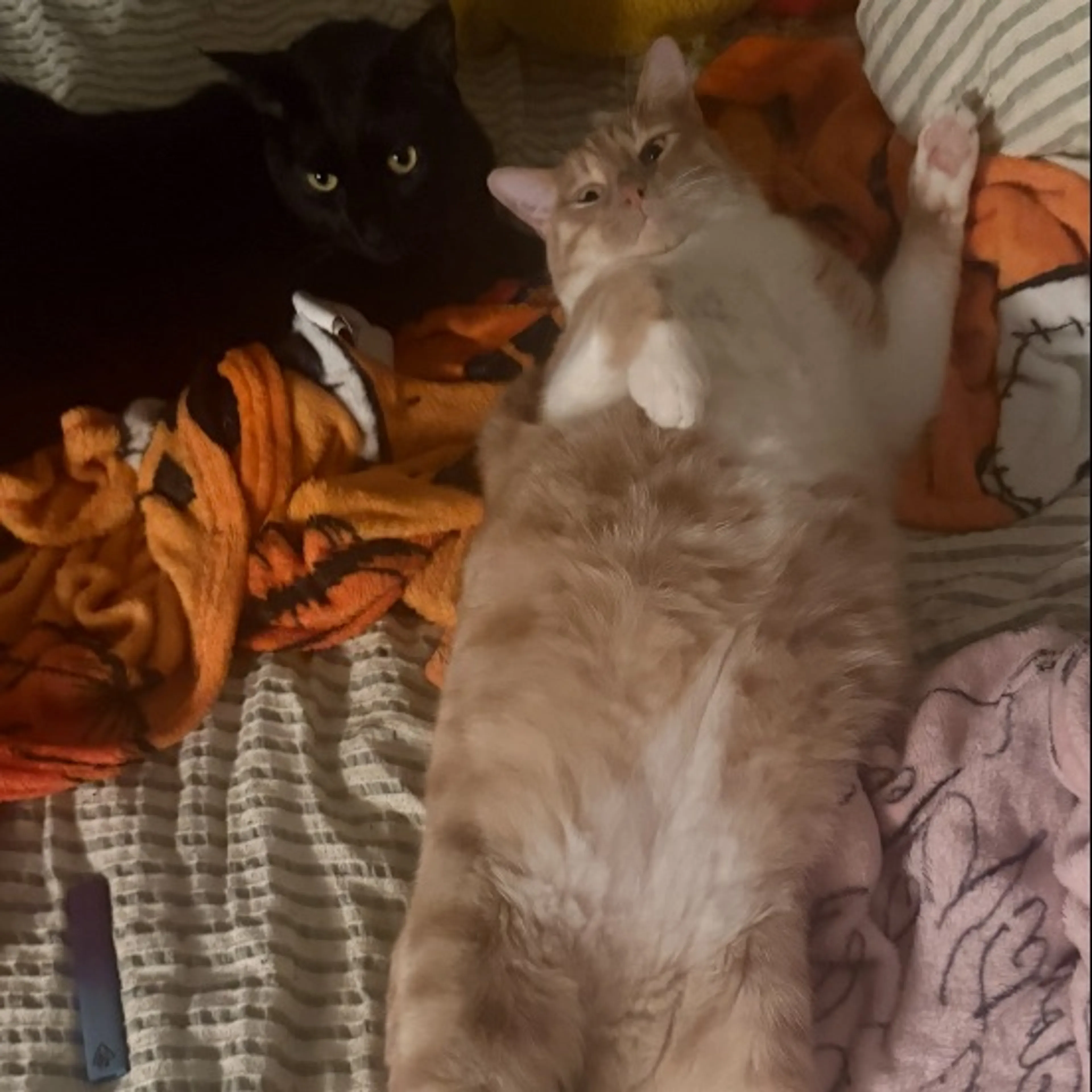 Lost pet