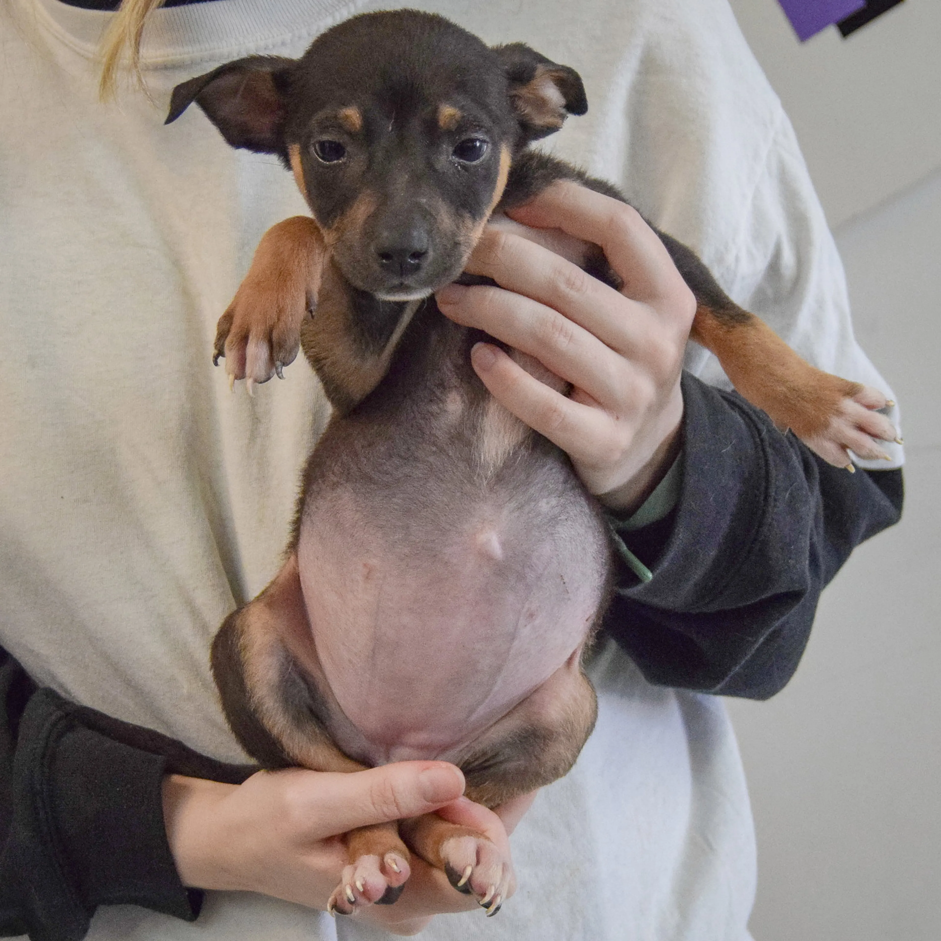 Found pet-3