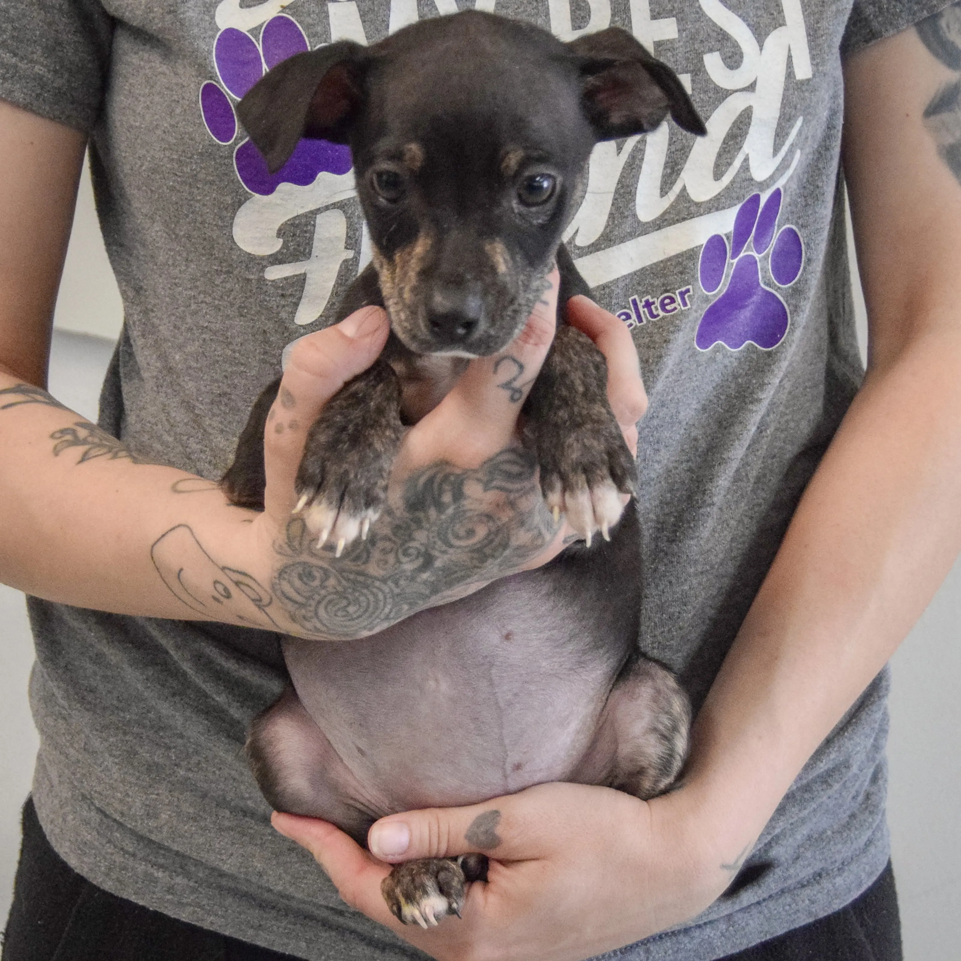 Found pet-3