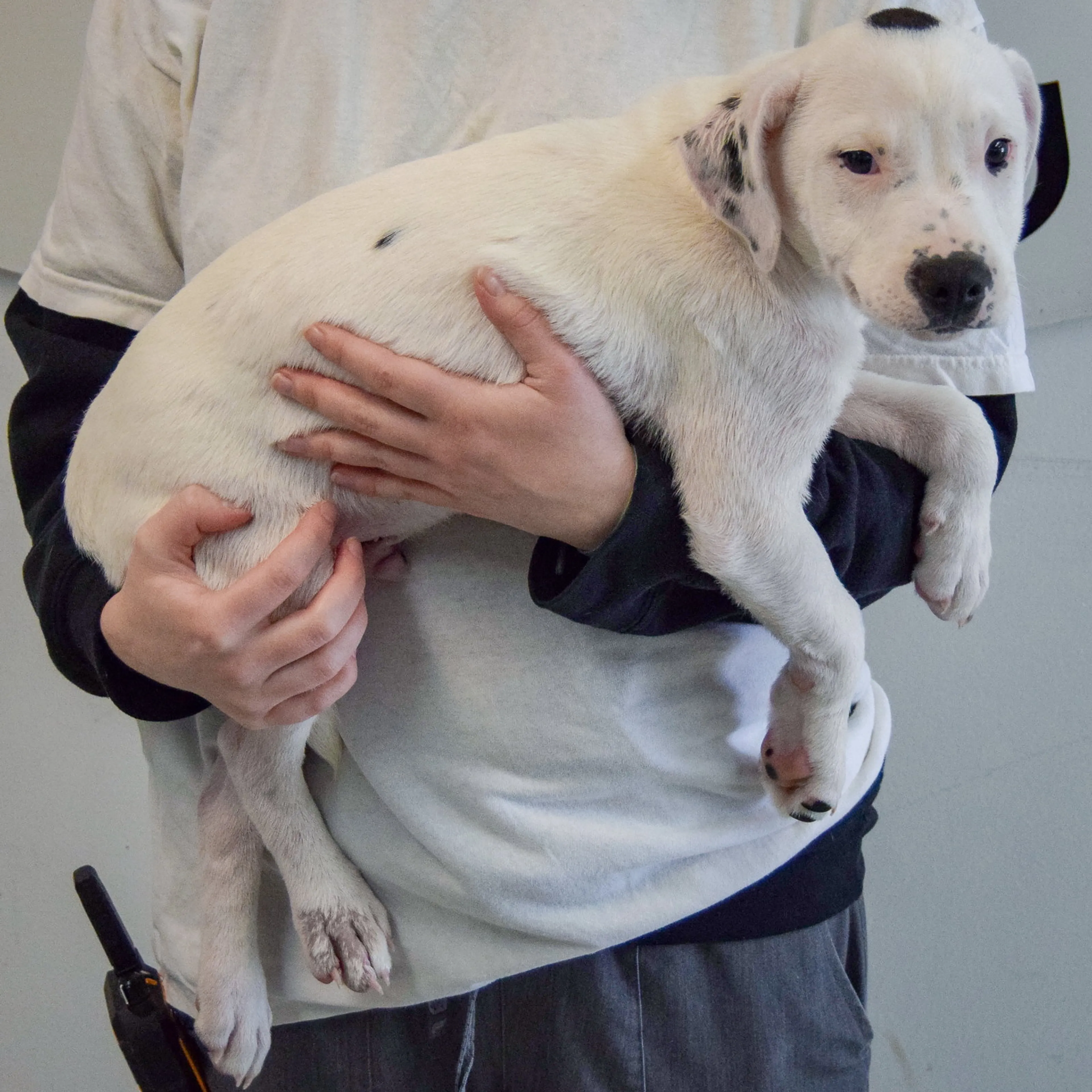 Found pet-1