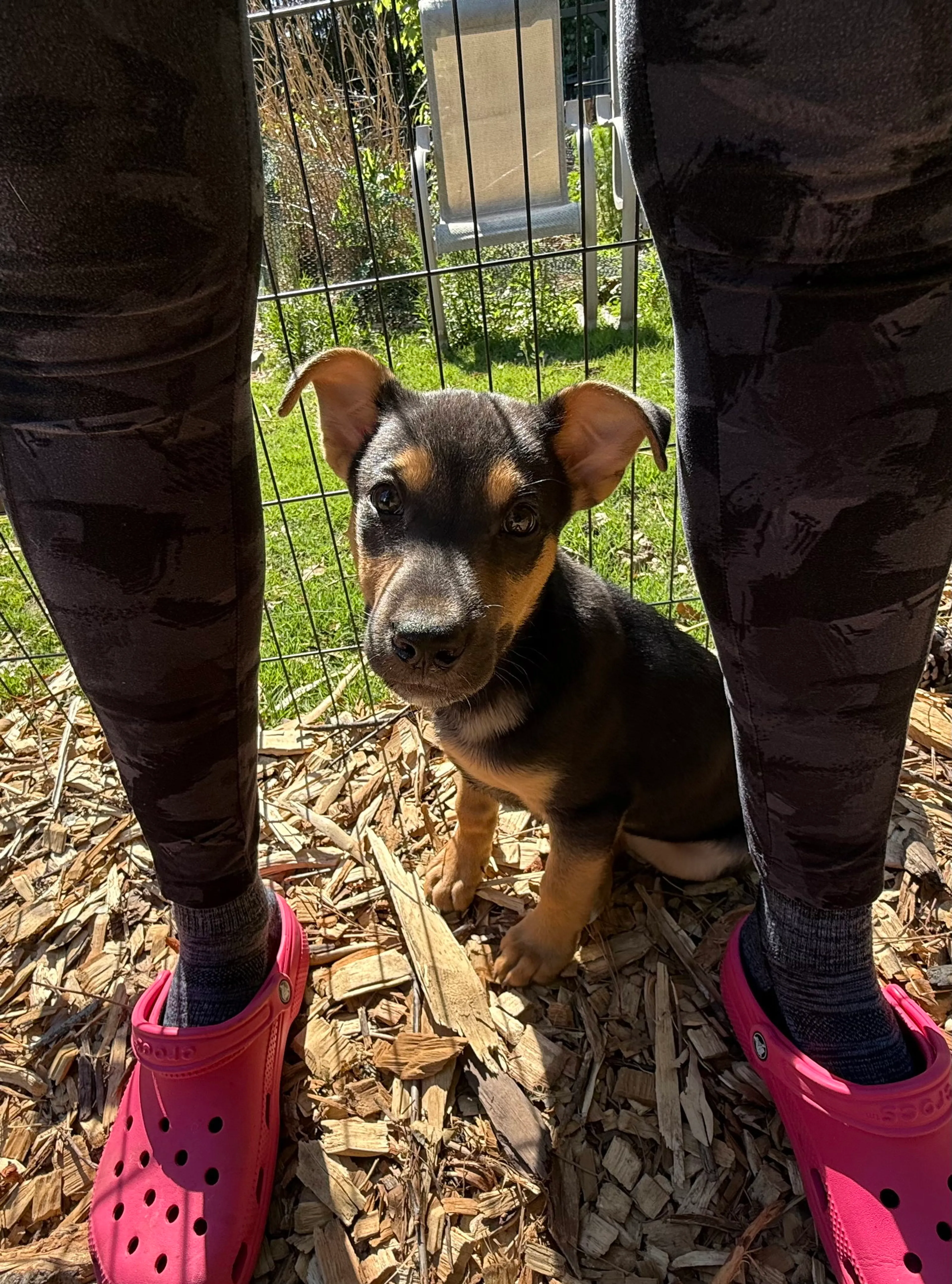 Found pet-2