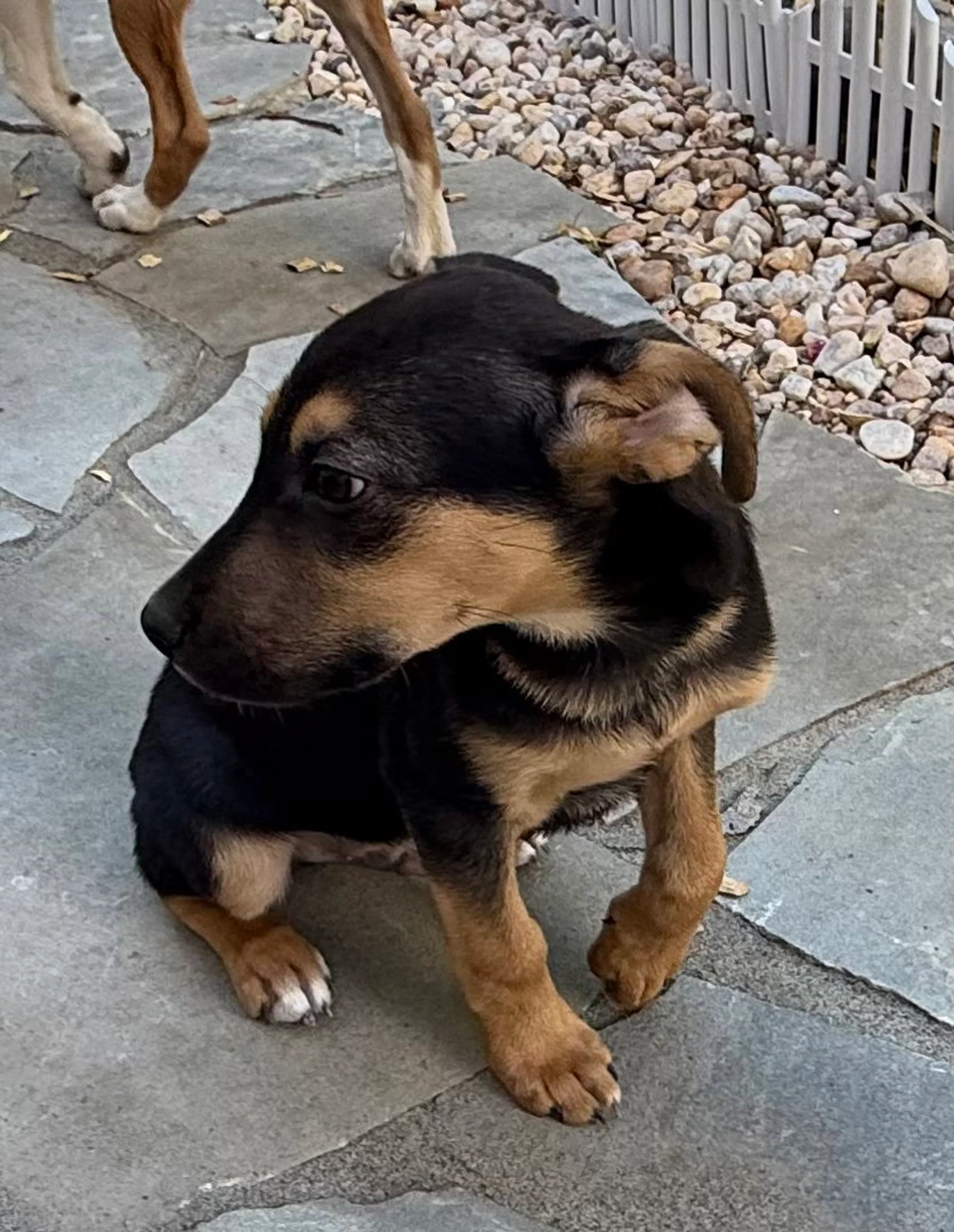 Found pet-1