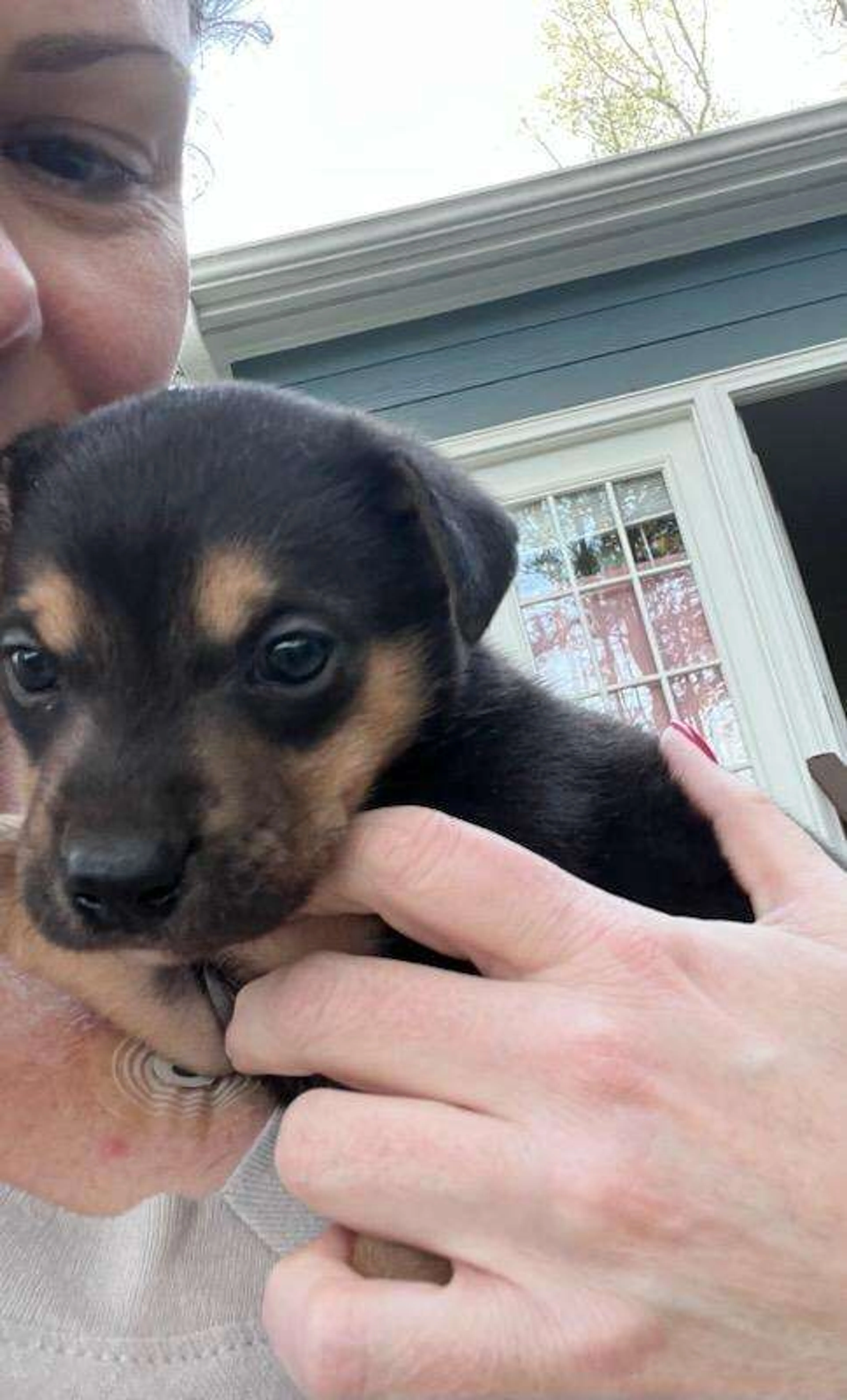 Found pet-4
