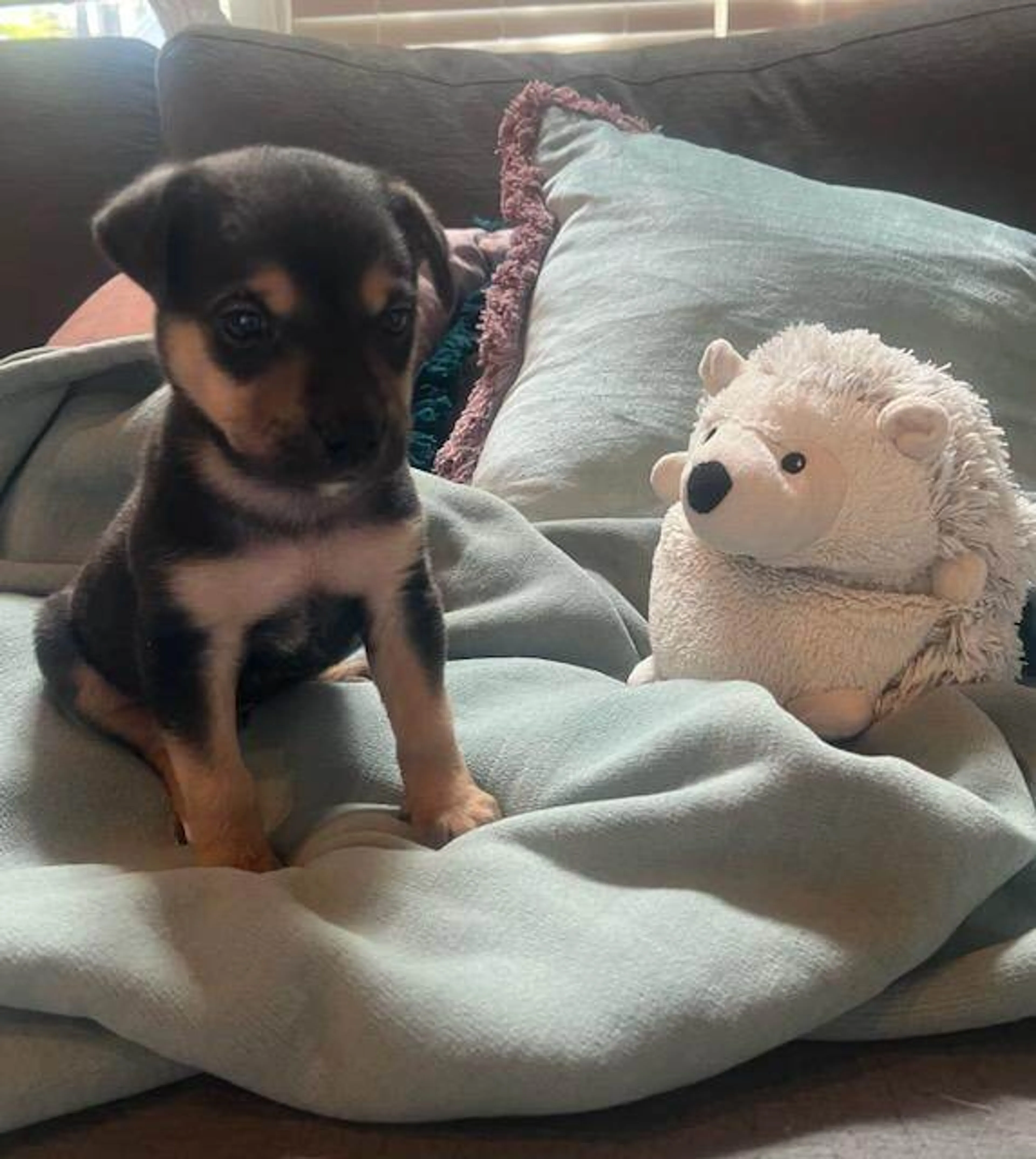 Found pet-3