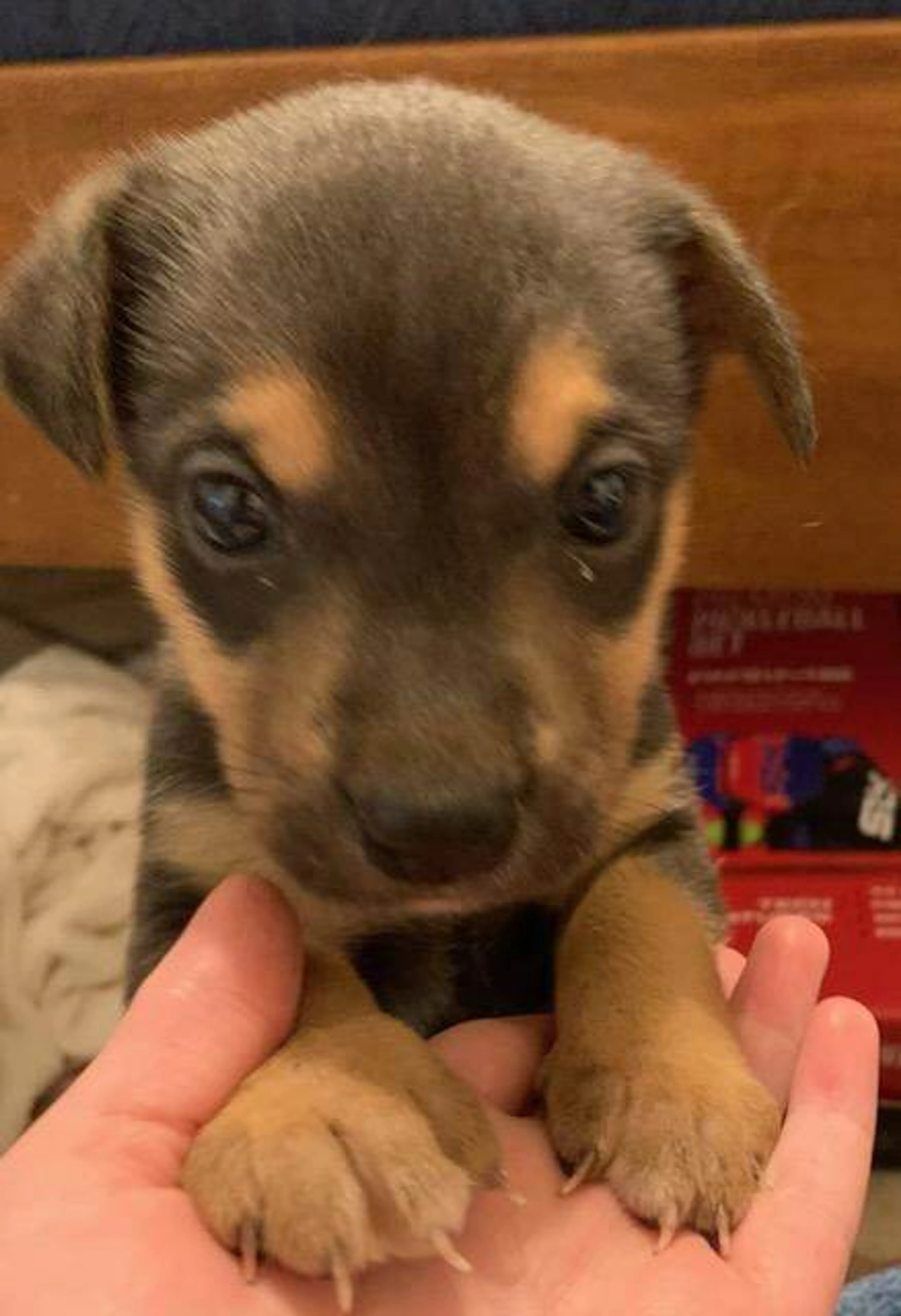 Found pet-5