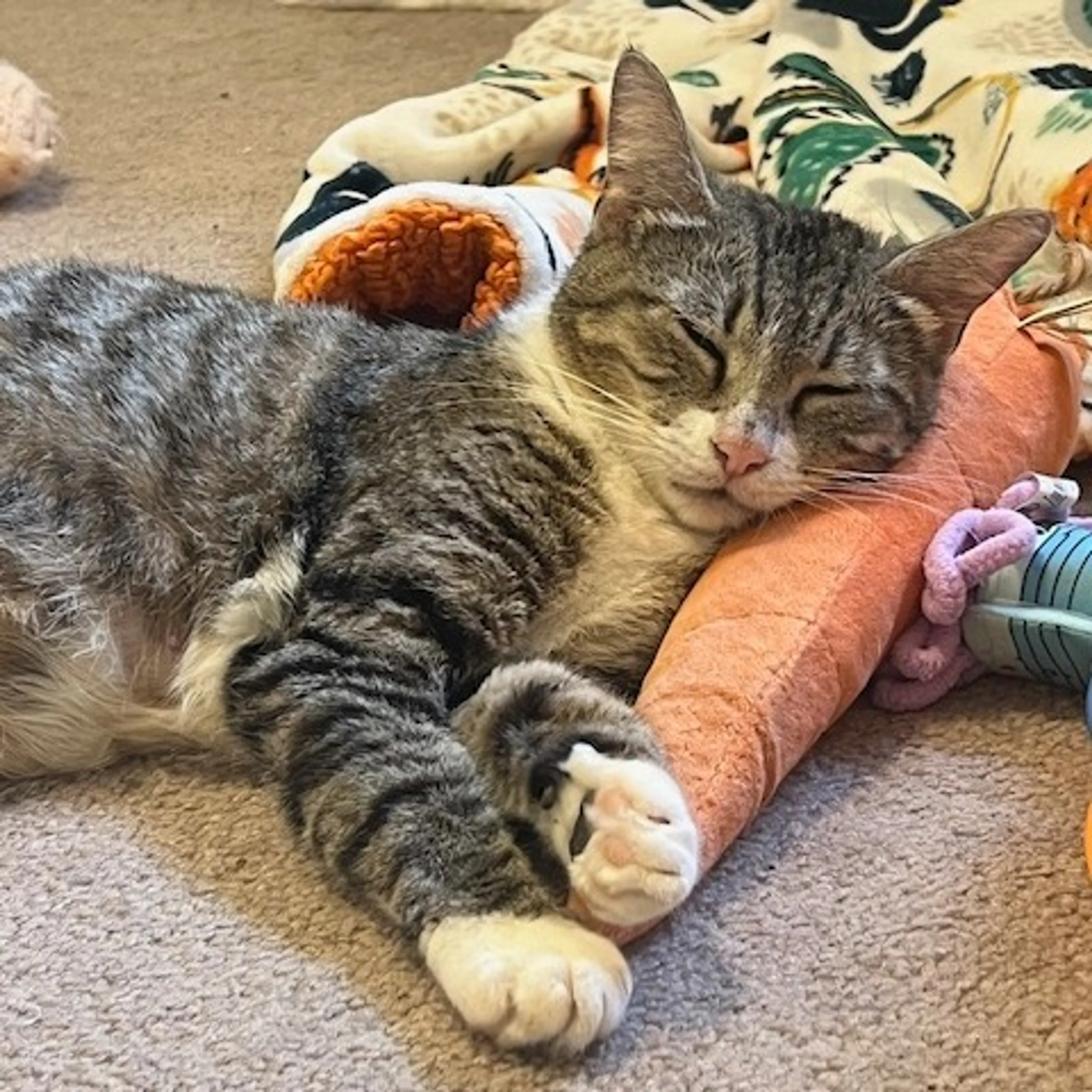 Found pet-1