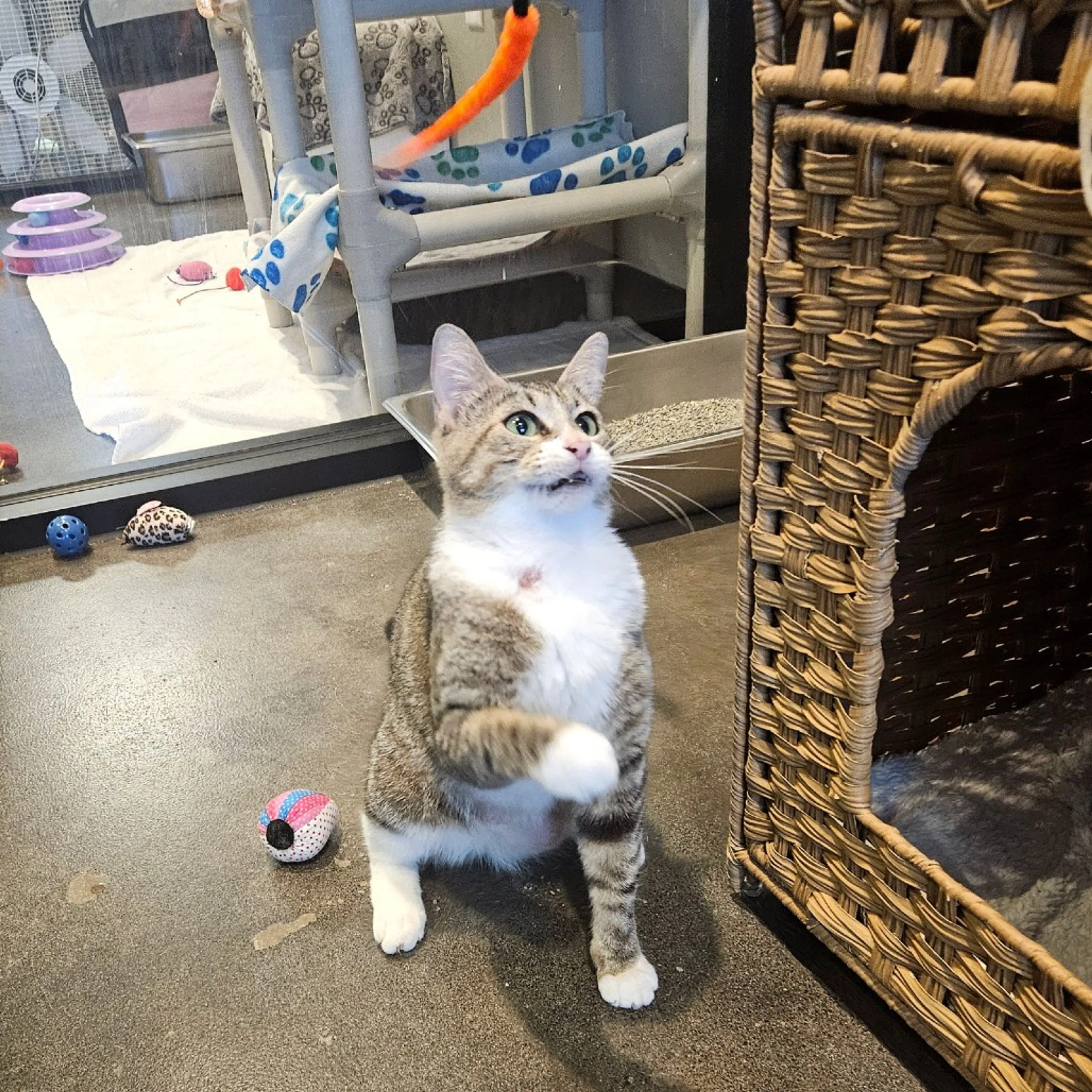 Found pet-2