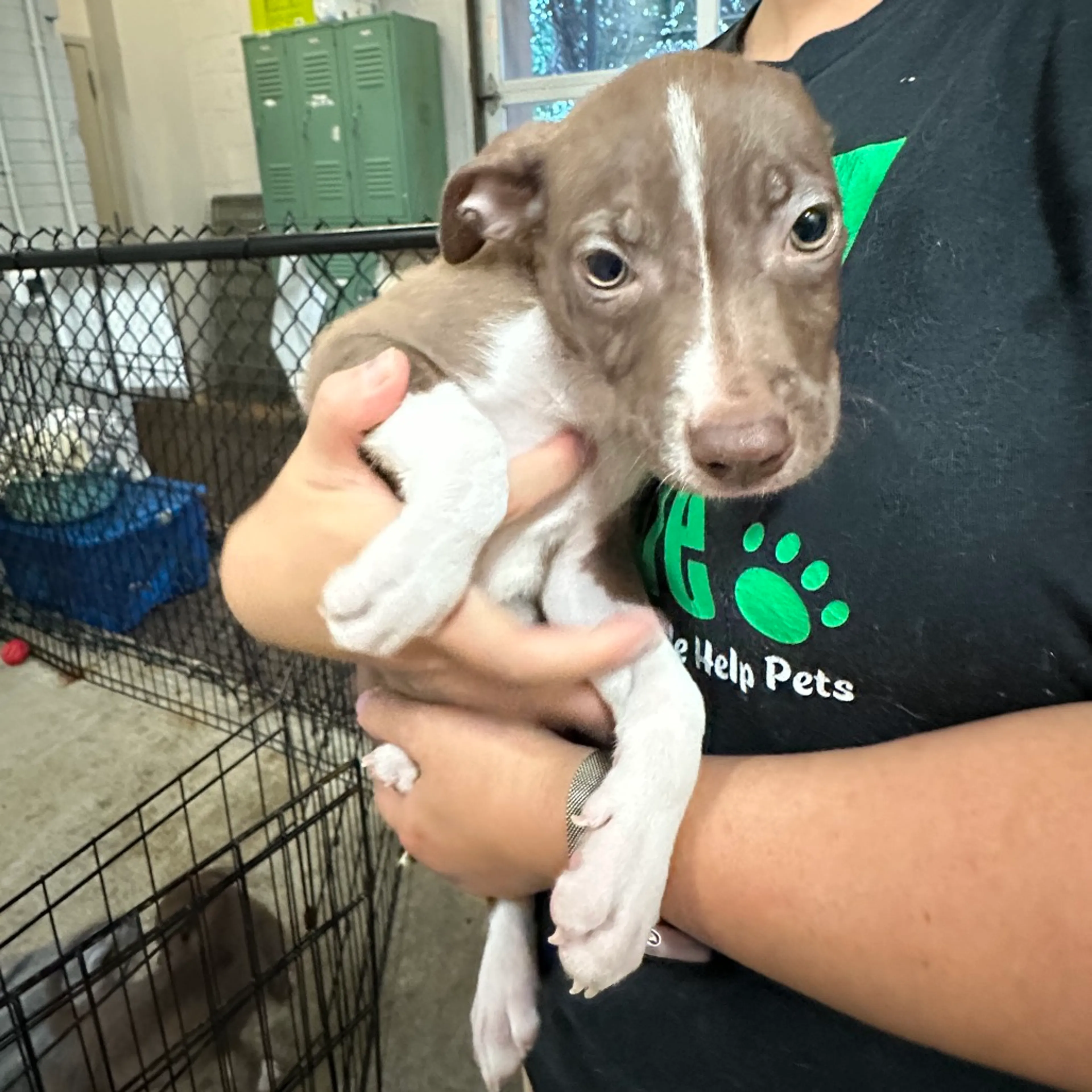 Found pet-3