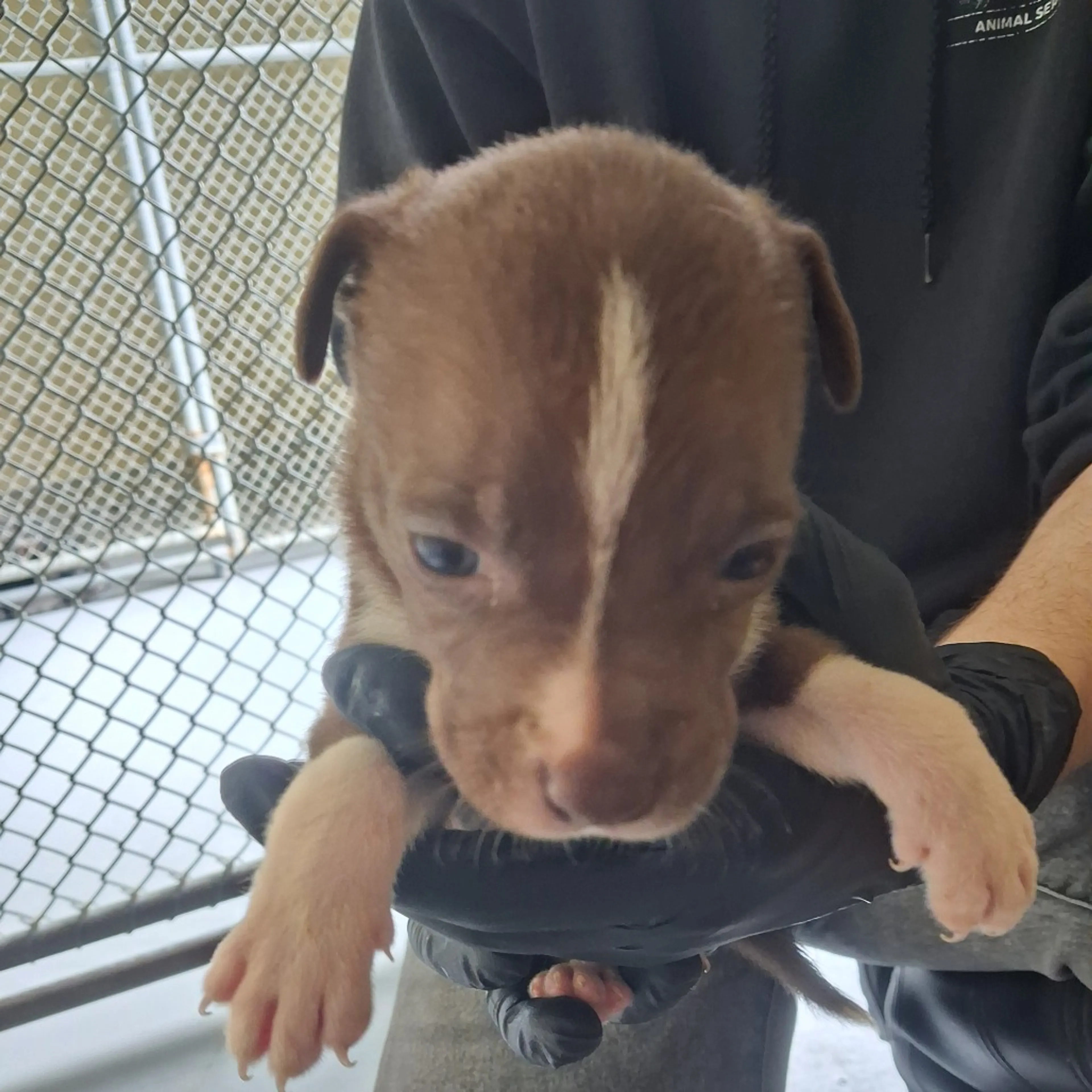 Found pet-1