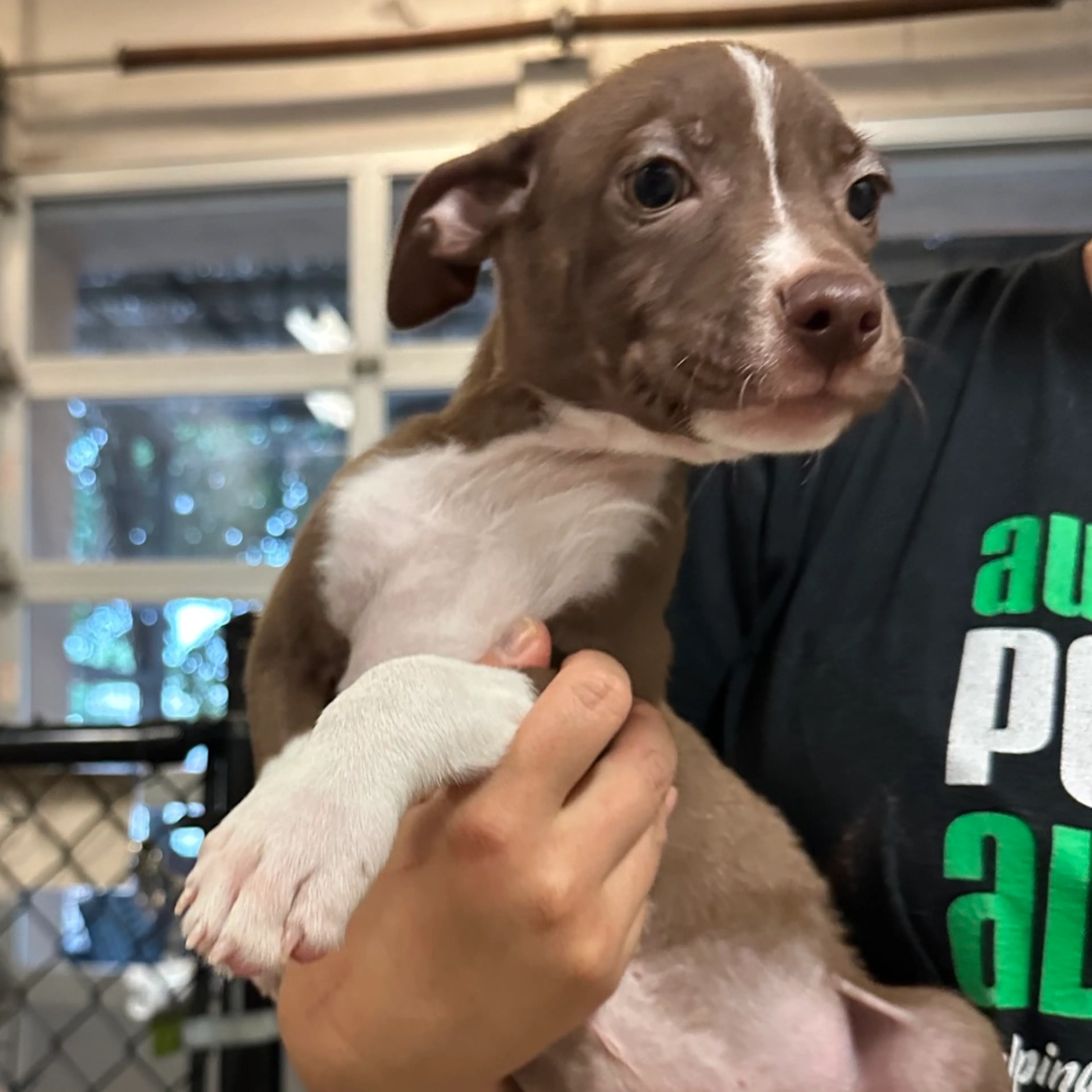 Found pet-2