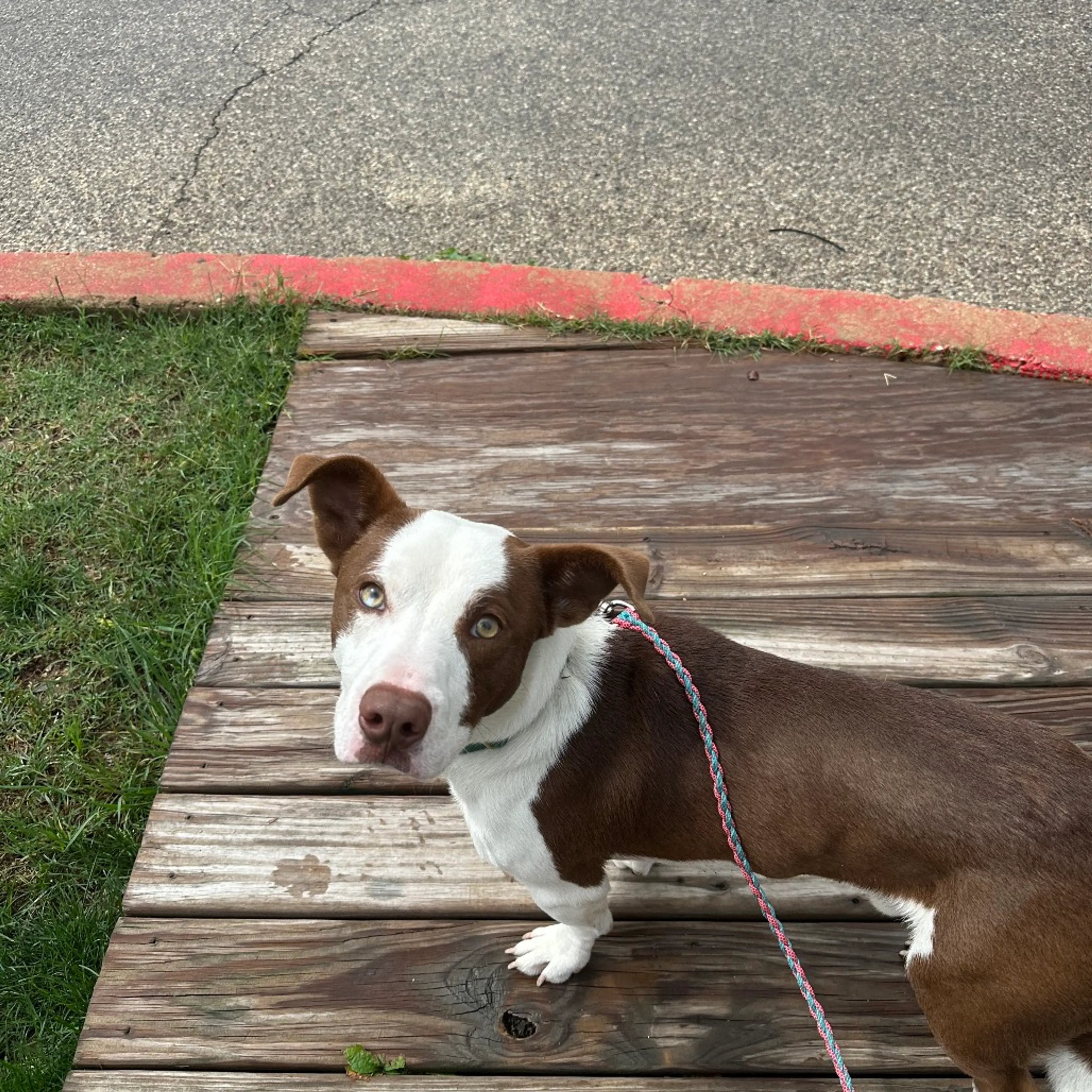 Found pet-4