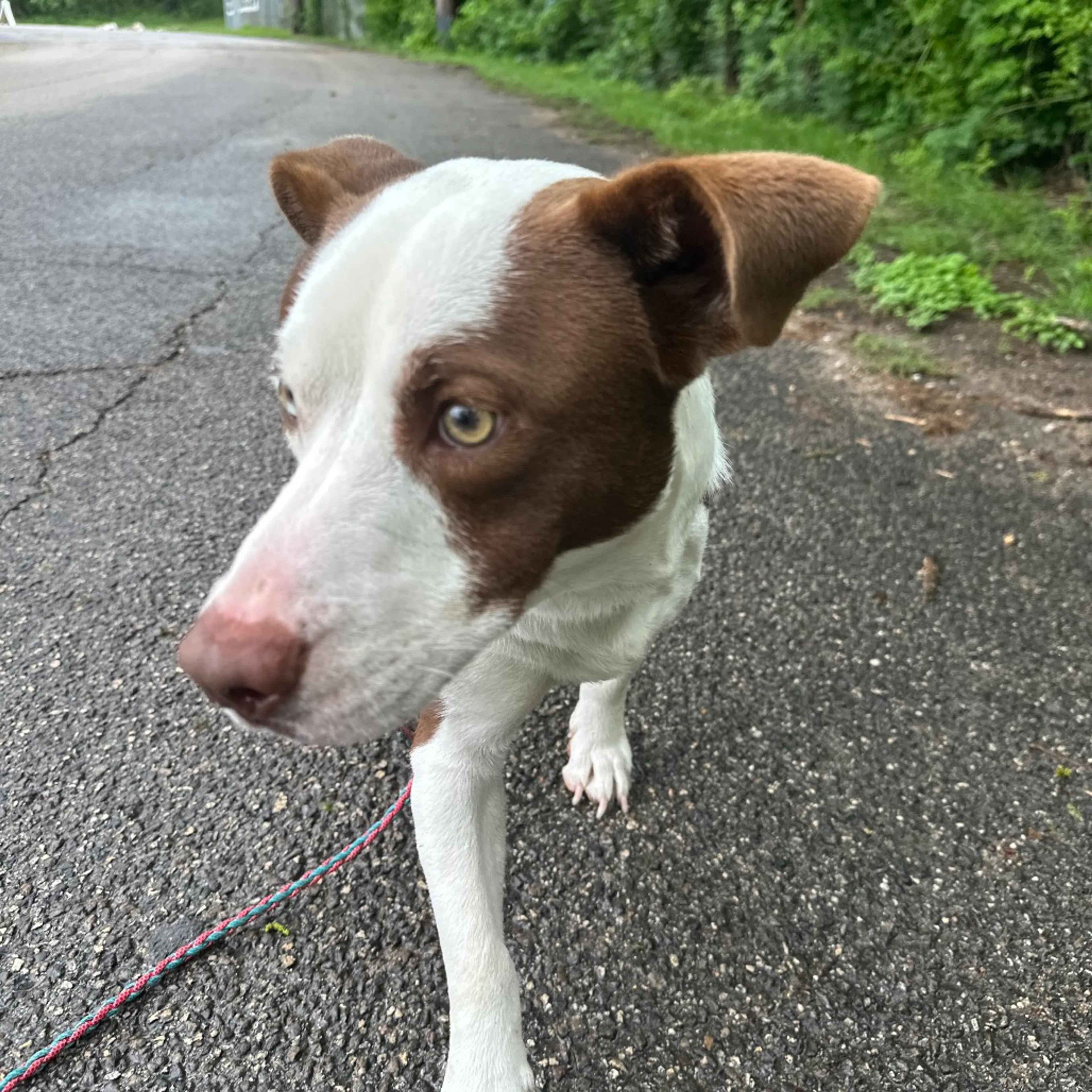 Found pet-5