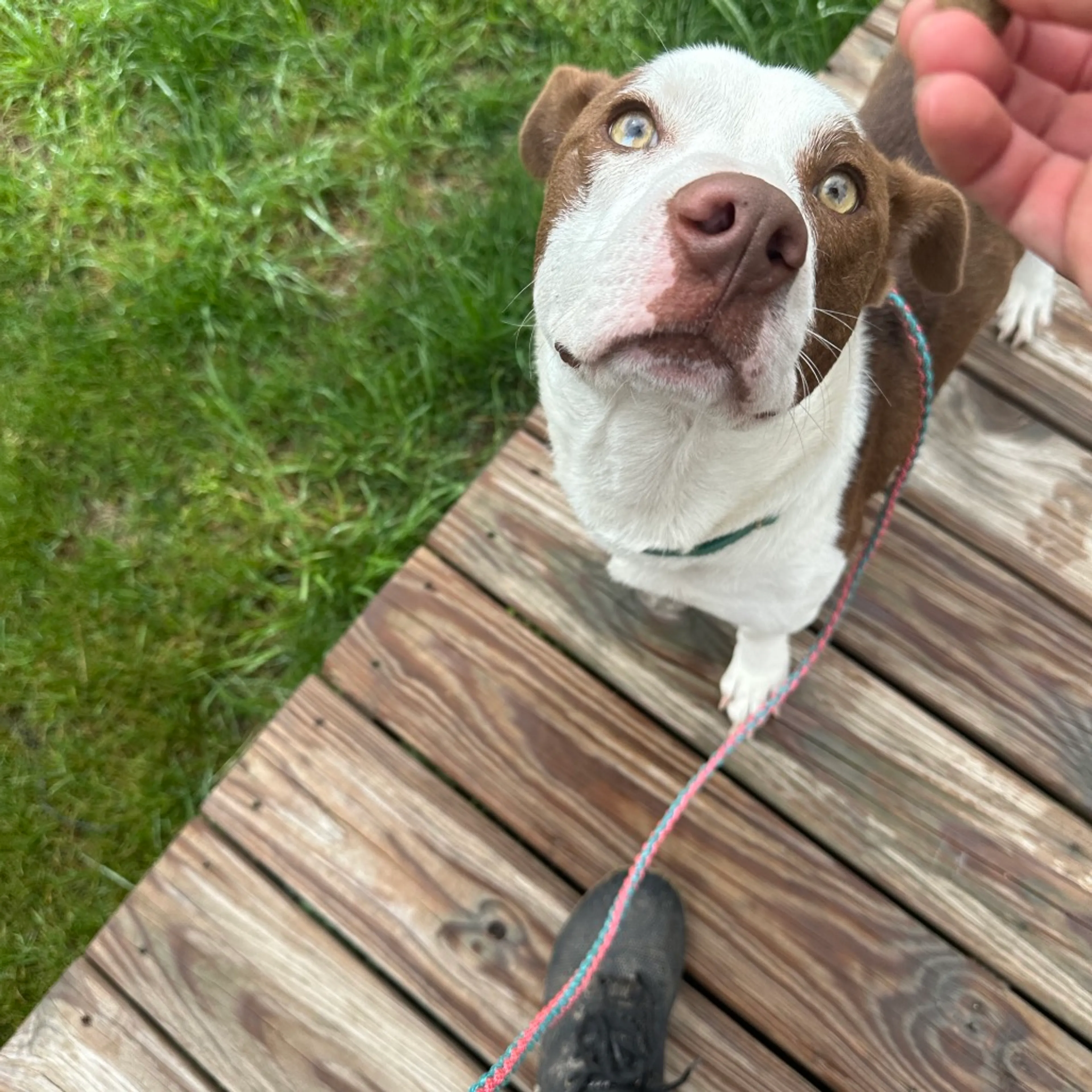 Found pet-1