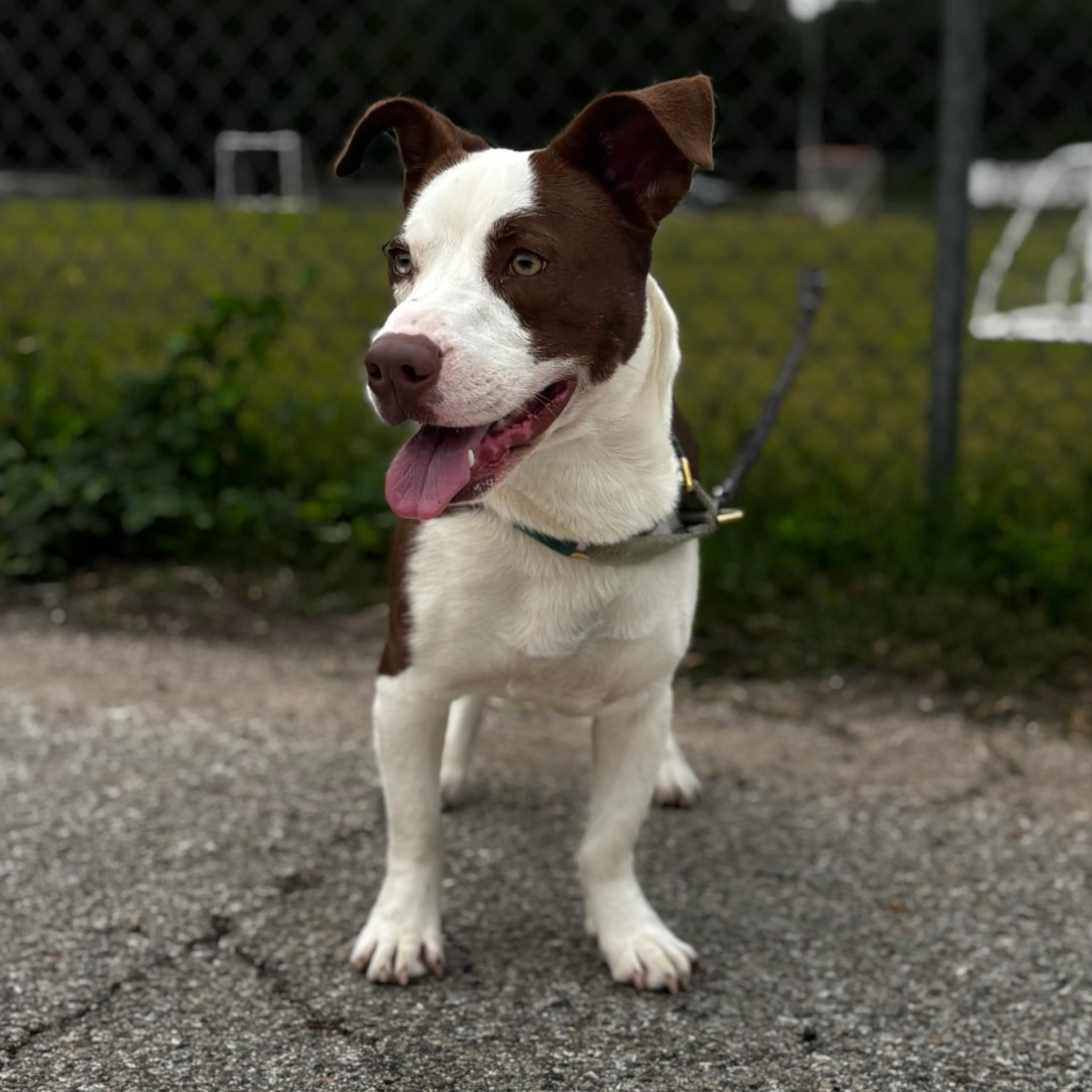 Found pet-9