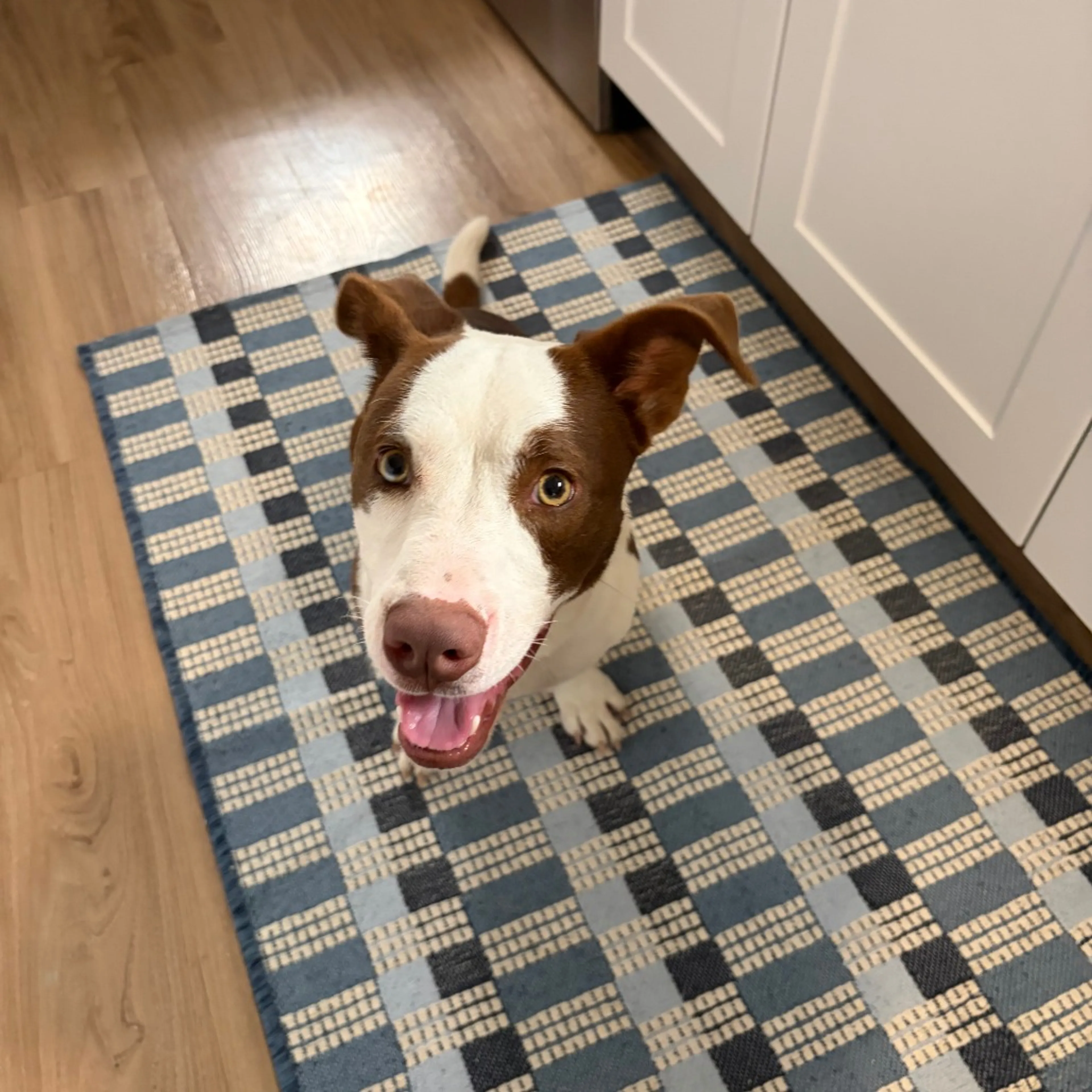 Found pet-7