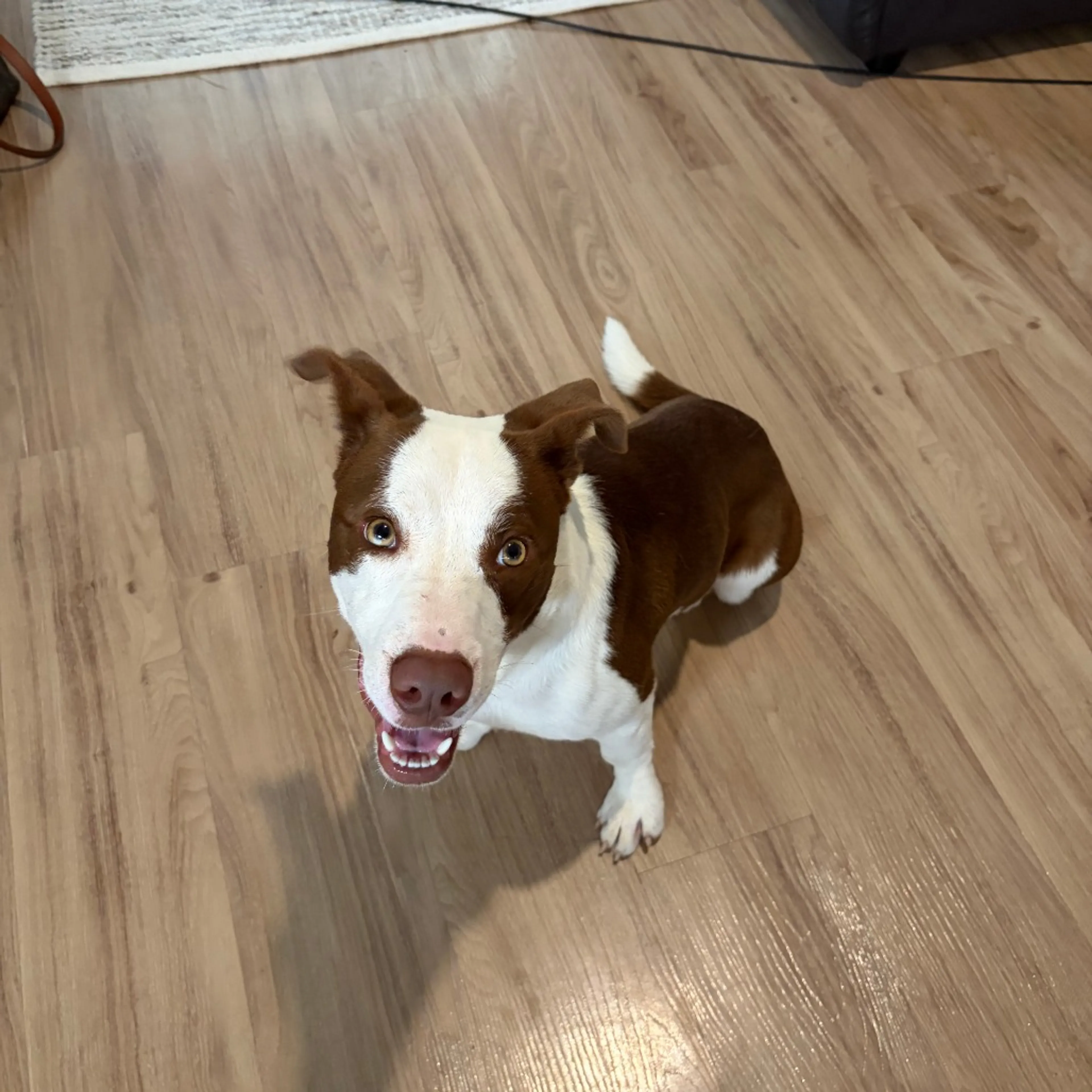 Found pet-6