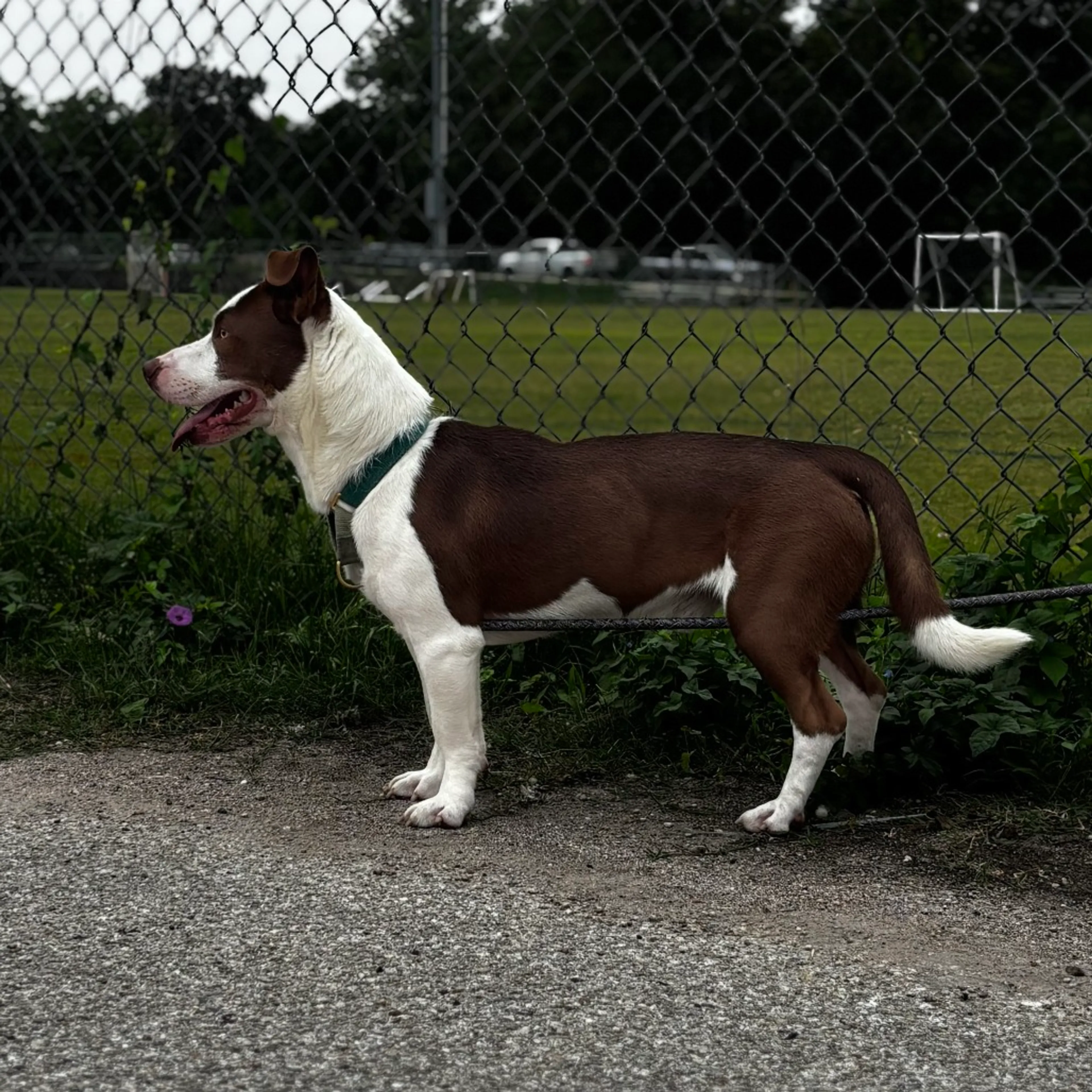 Found pet-10
