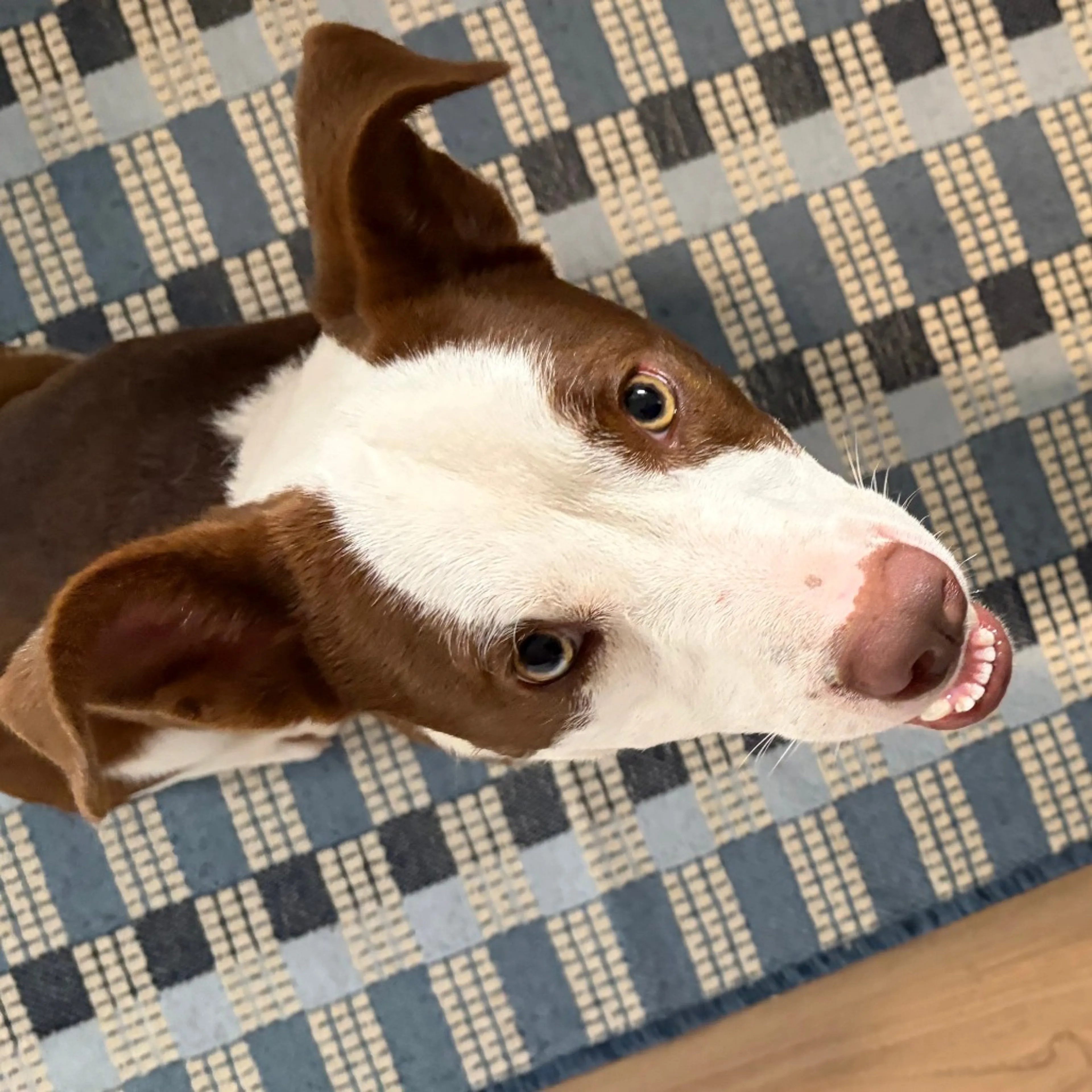 Found pet-8