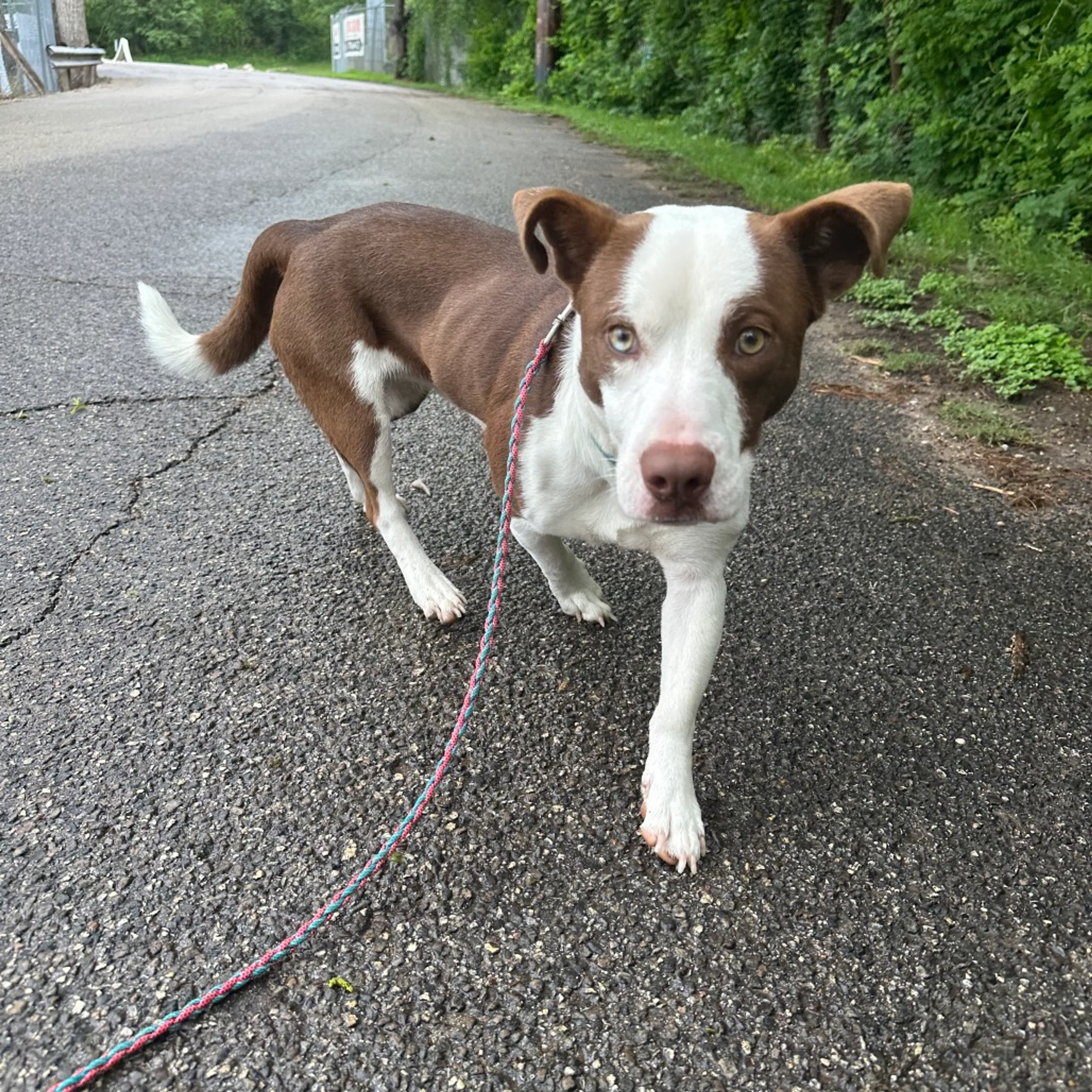 Found pet-3