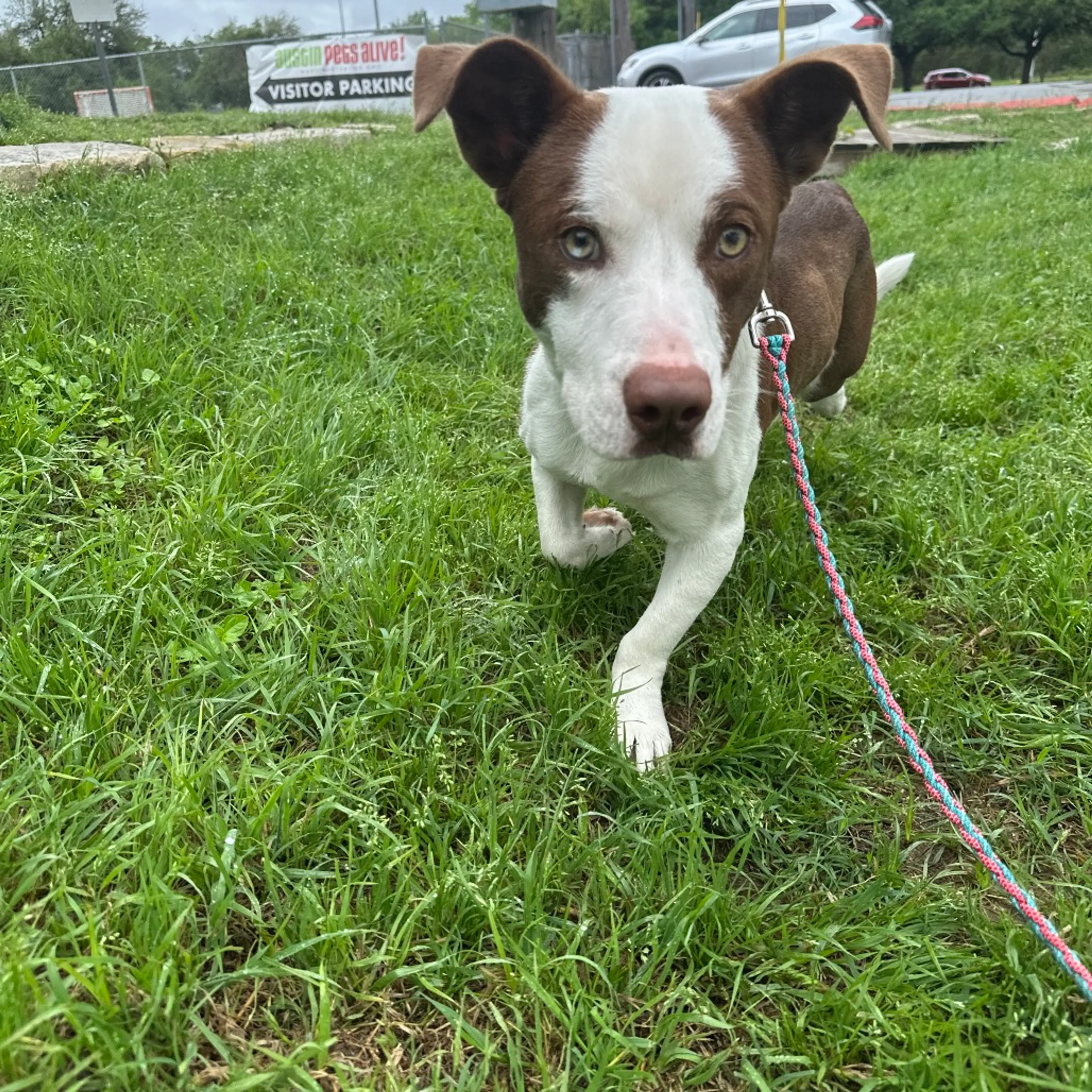 Found pet-2