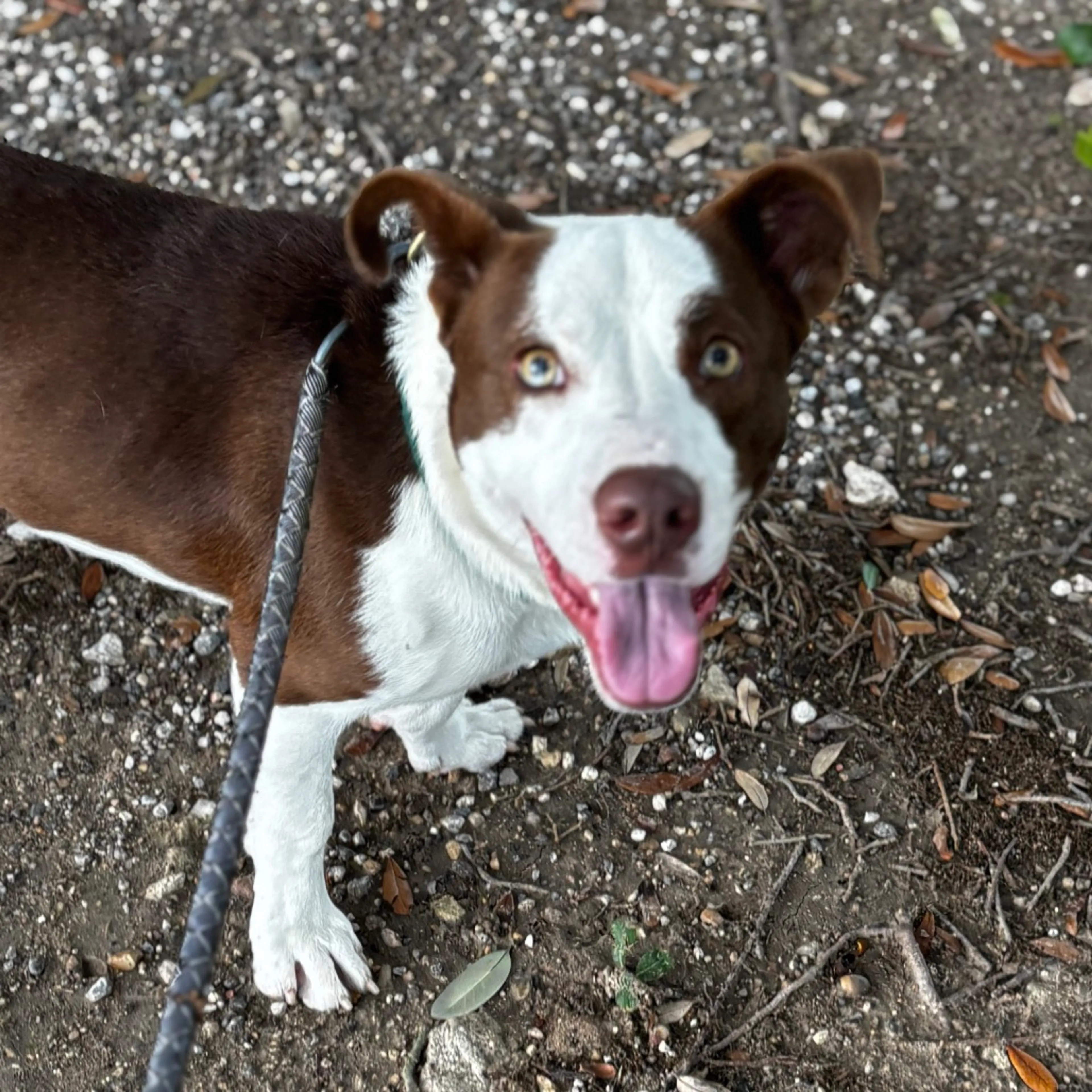 Found pet-11